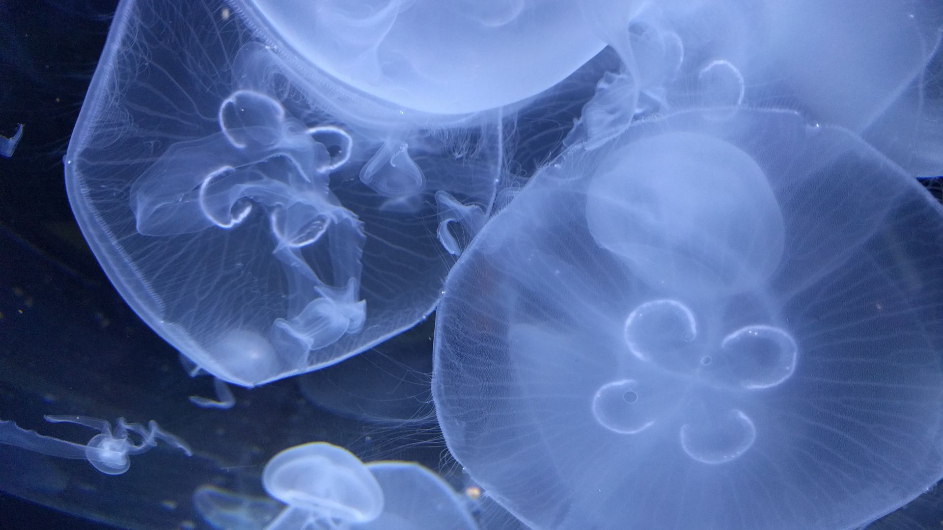 Wallpaper White Jellyfish, underwater, close up