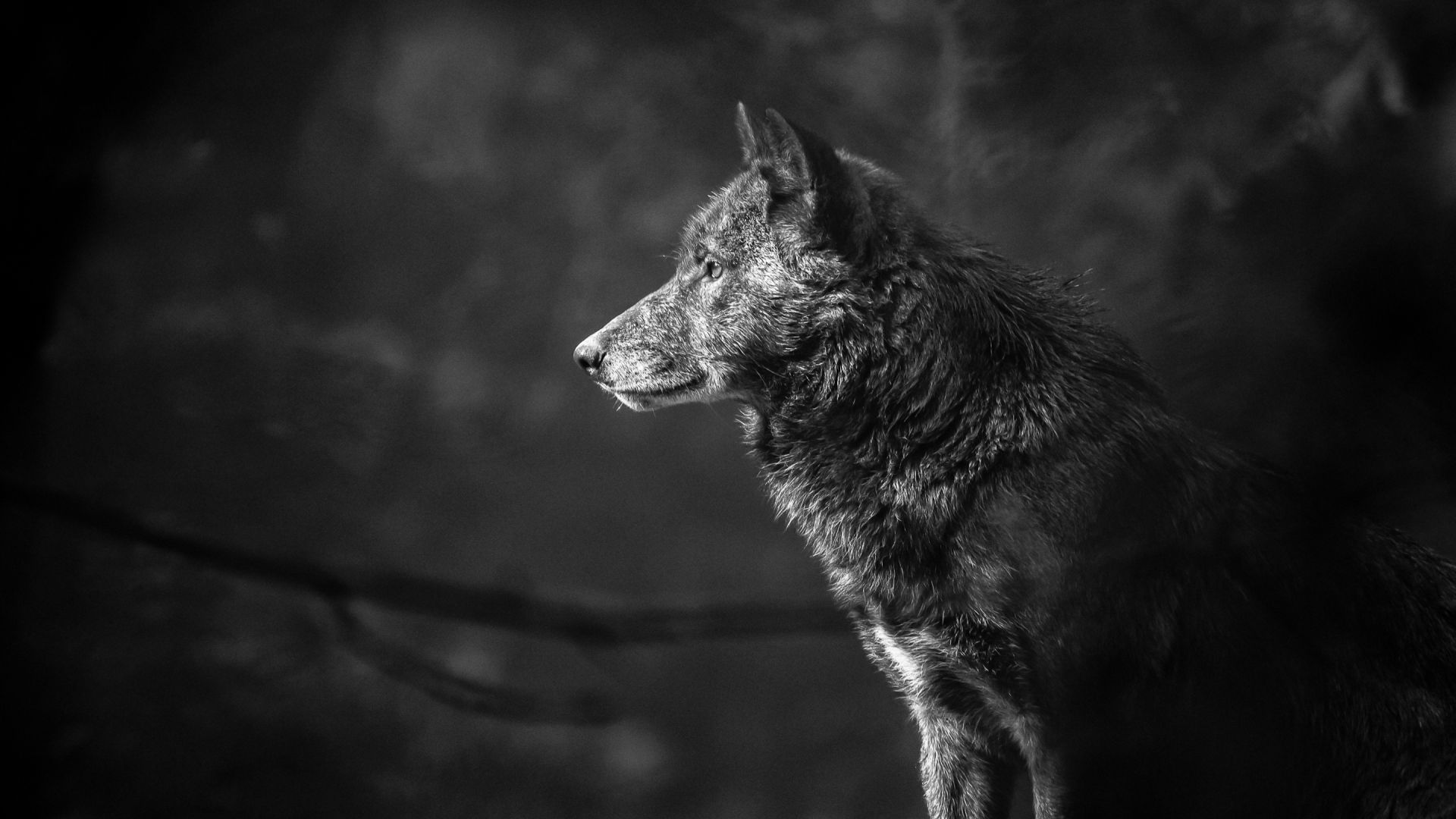 Wallpaper Monochrome, predator, wolf