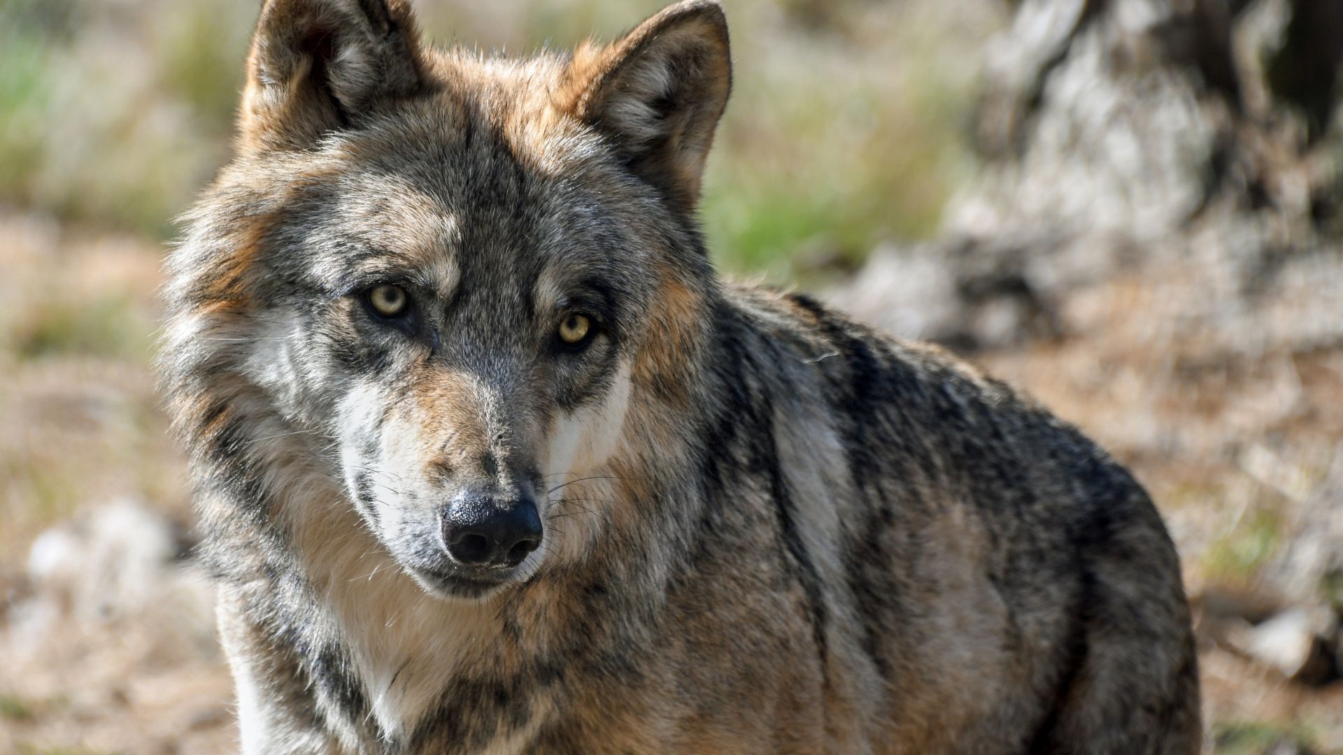 Wallpaper Wolf, a predator, wildlife, 4k