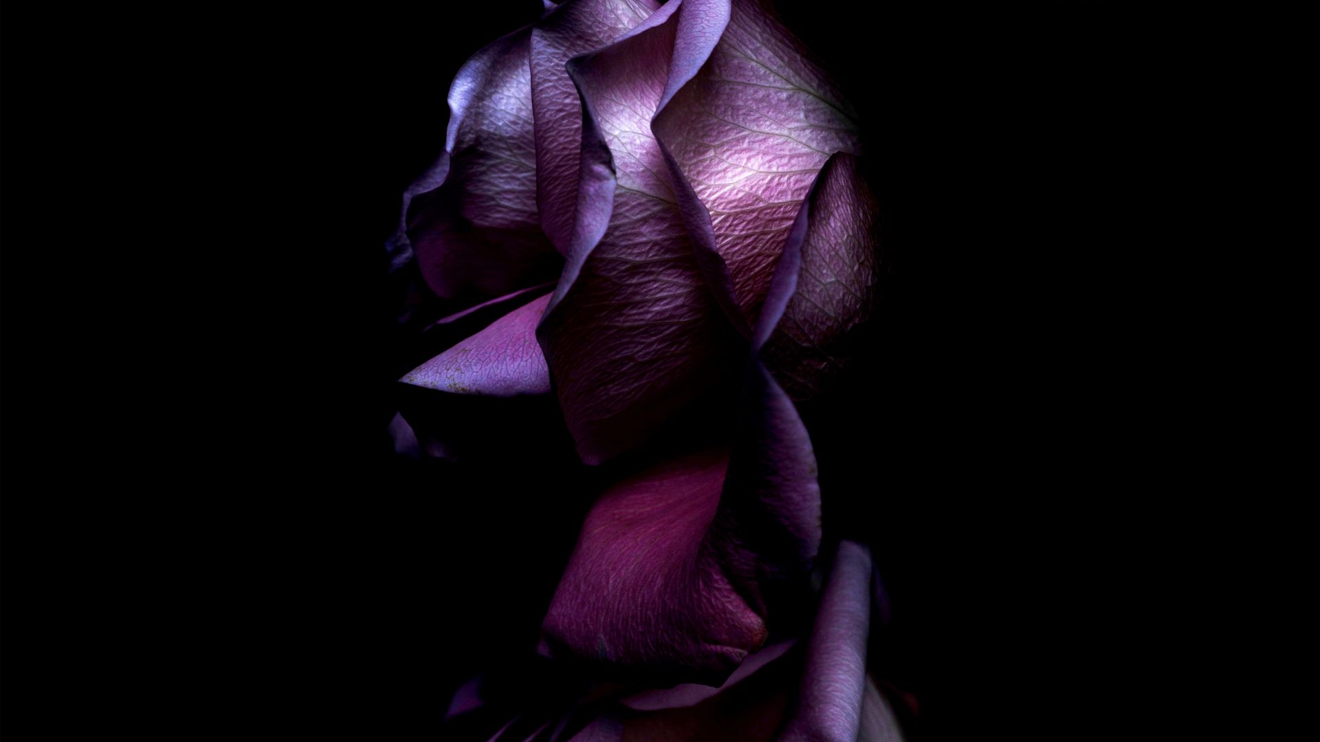 Wallpaper ios11, purple roses, 4k