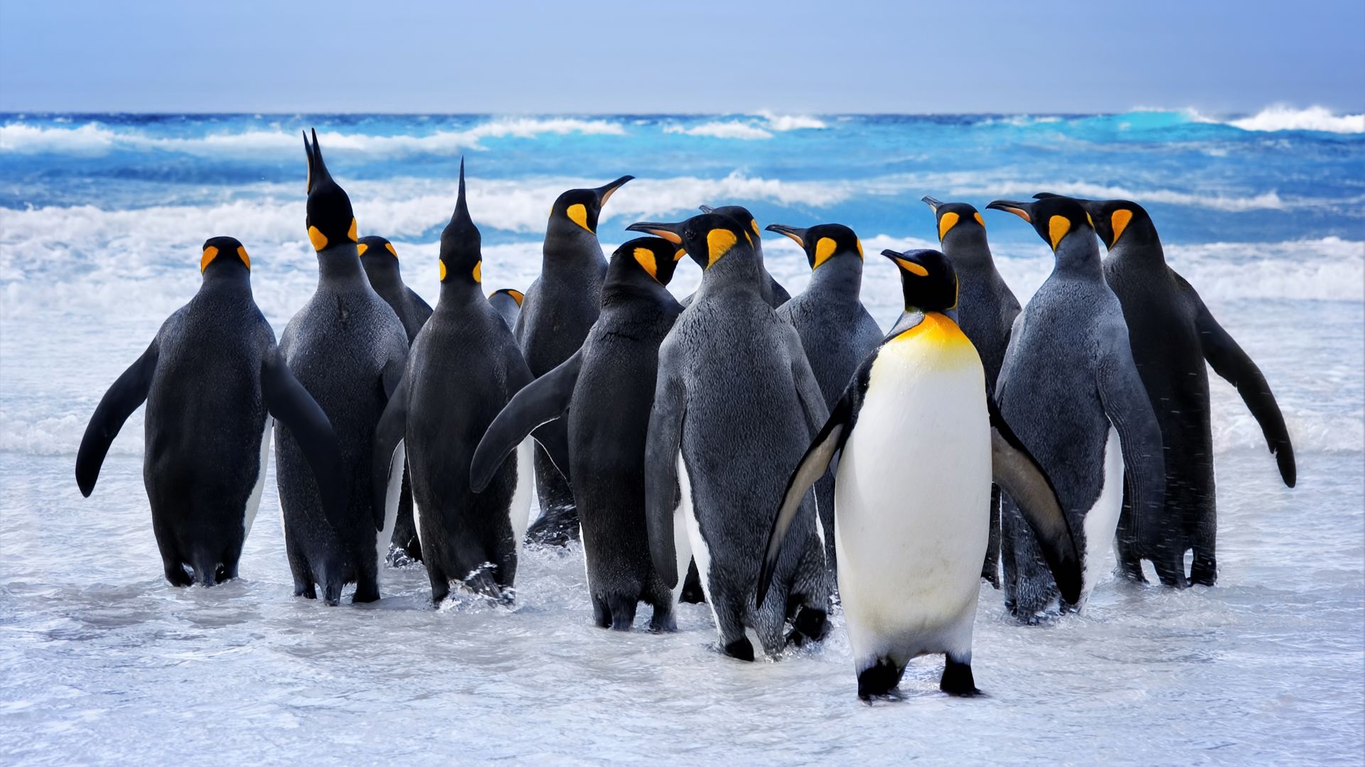 Wallpaper King penguin at beach, play, beach, 8k