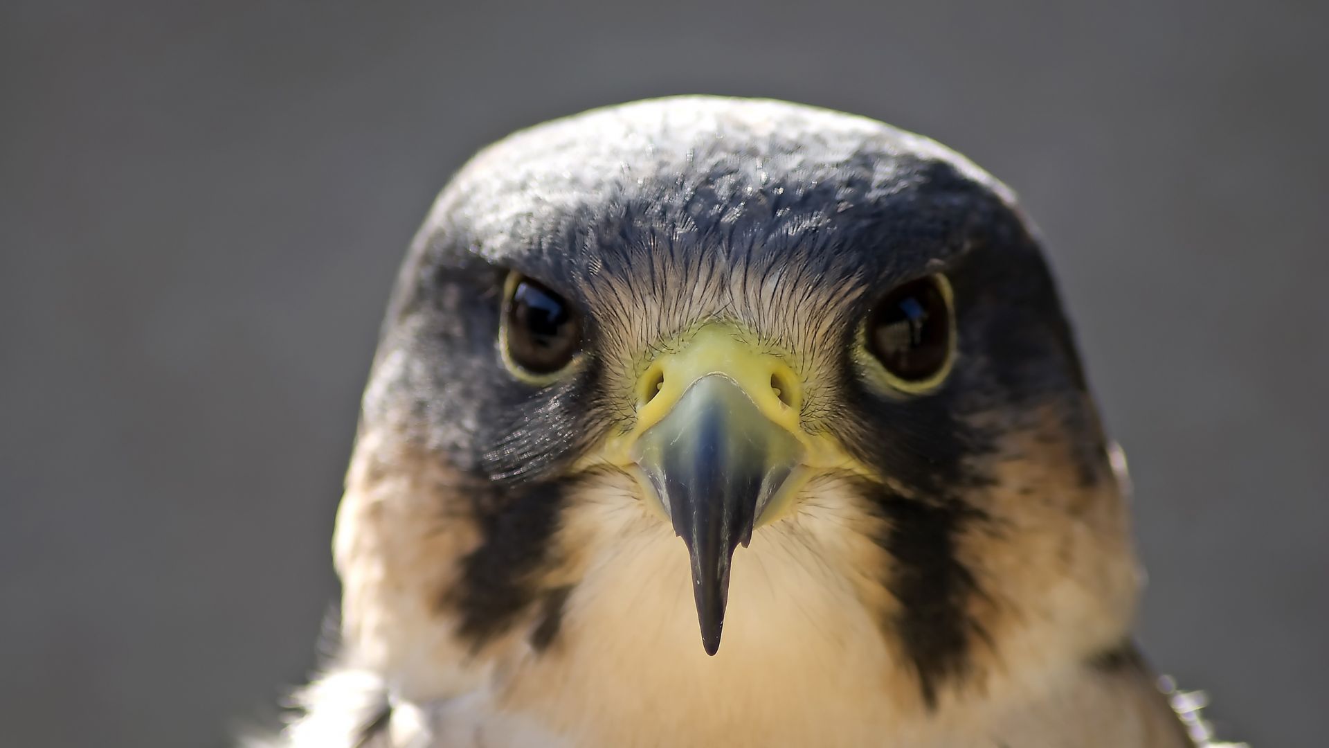 Wallpaper Peregrine falcon bird's head and beak 