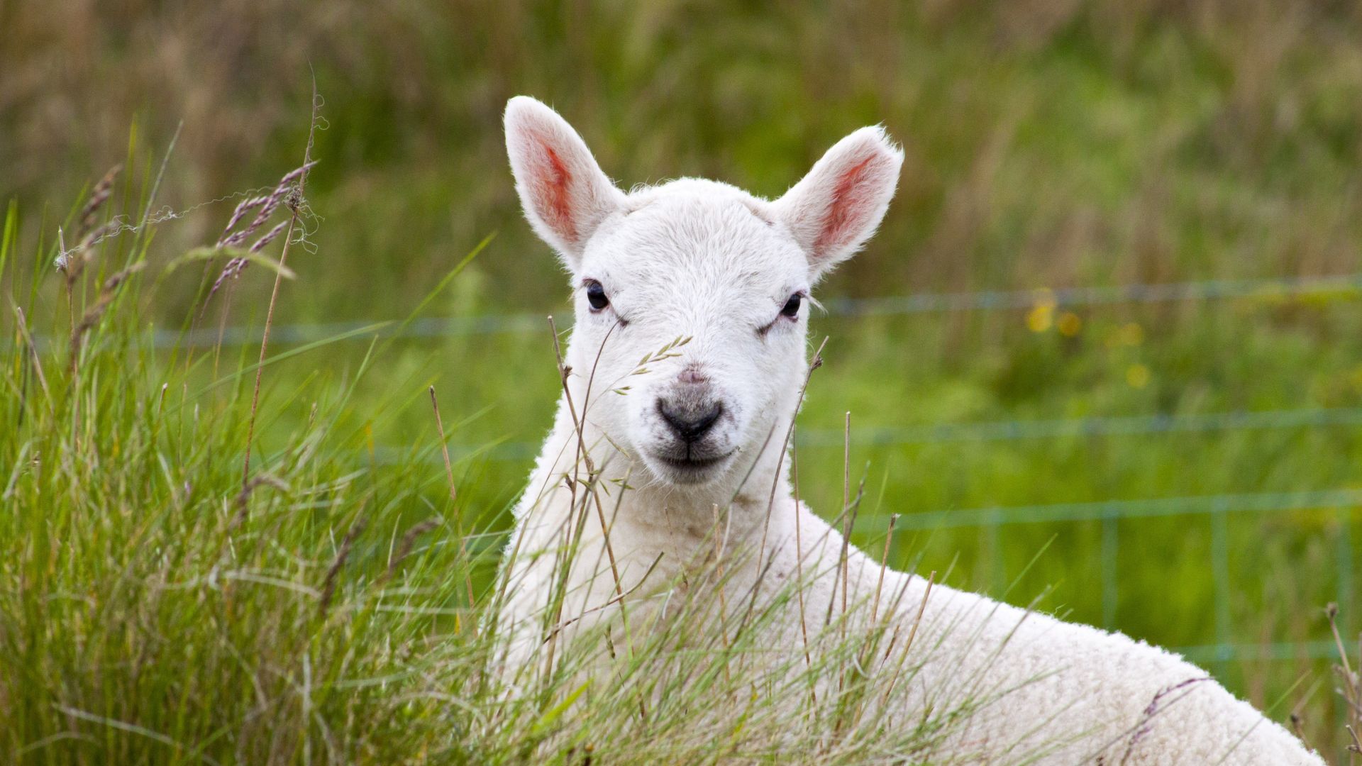 Wallpaper Cute Lamb, grazing, grass, domestic animal