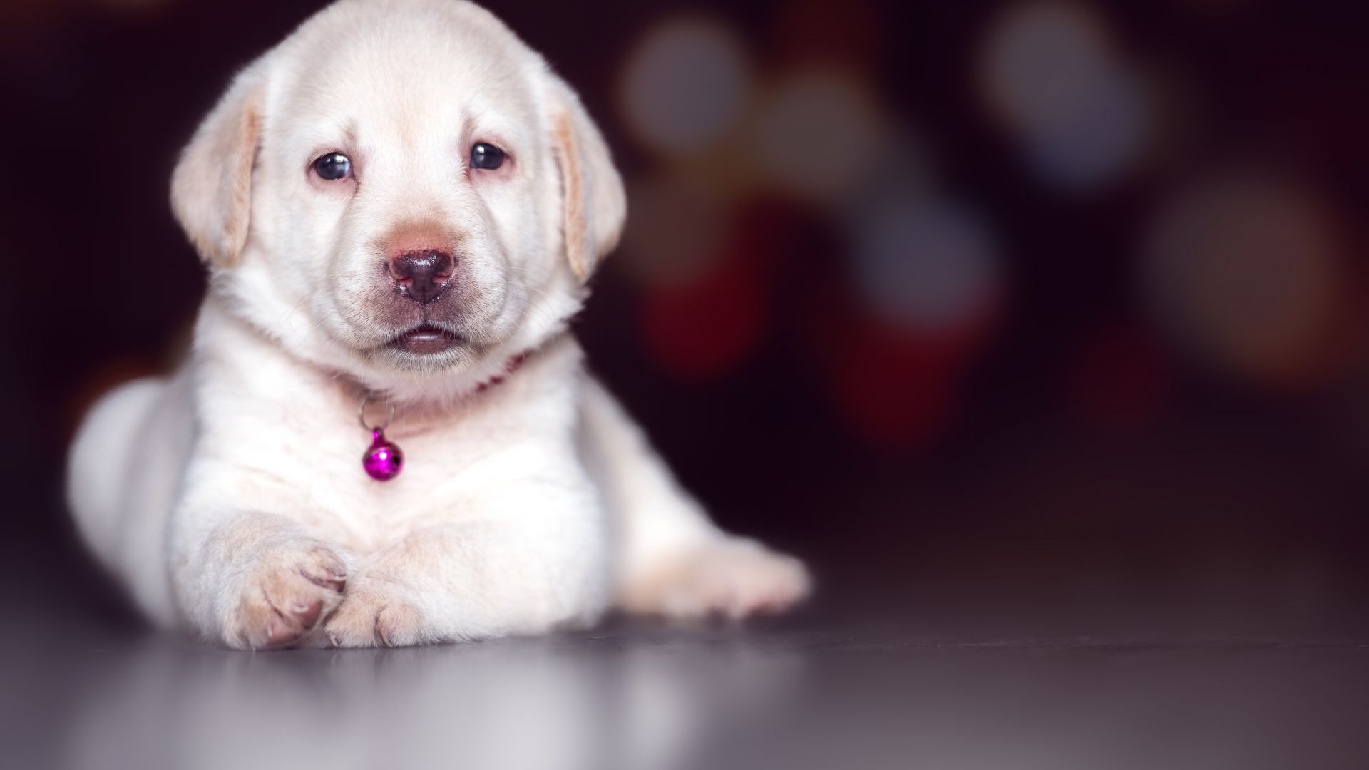Wallpaper Cute, adorable, puppy, Labrador Retriever, 8k