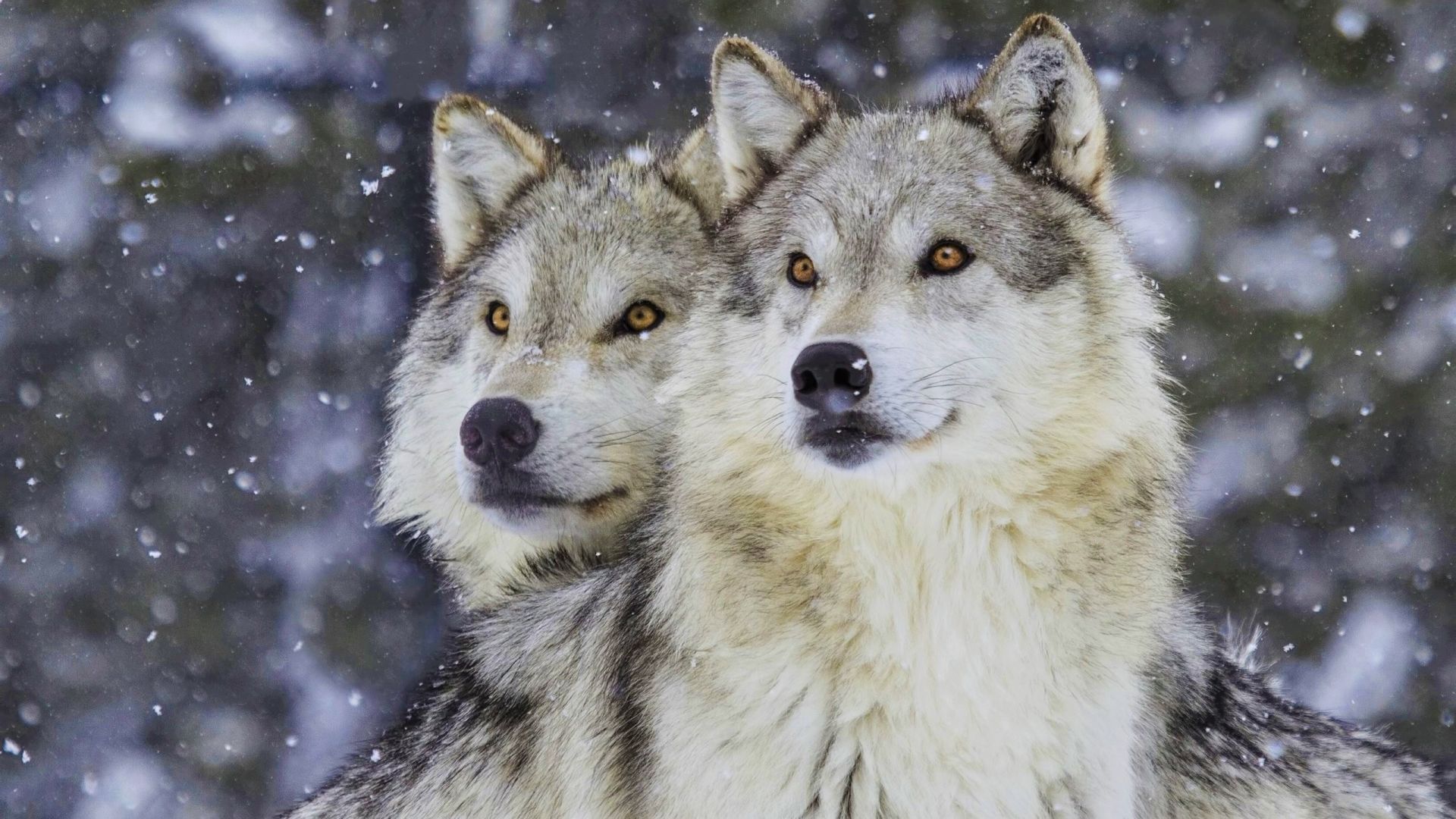 Wallpaper Wolves, snowfall, muzzle, winter