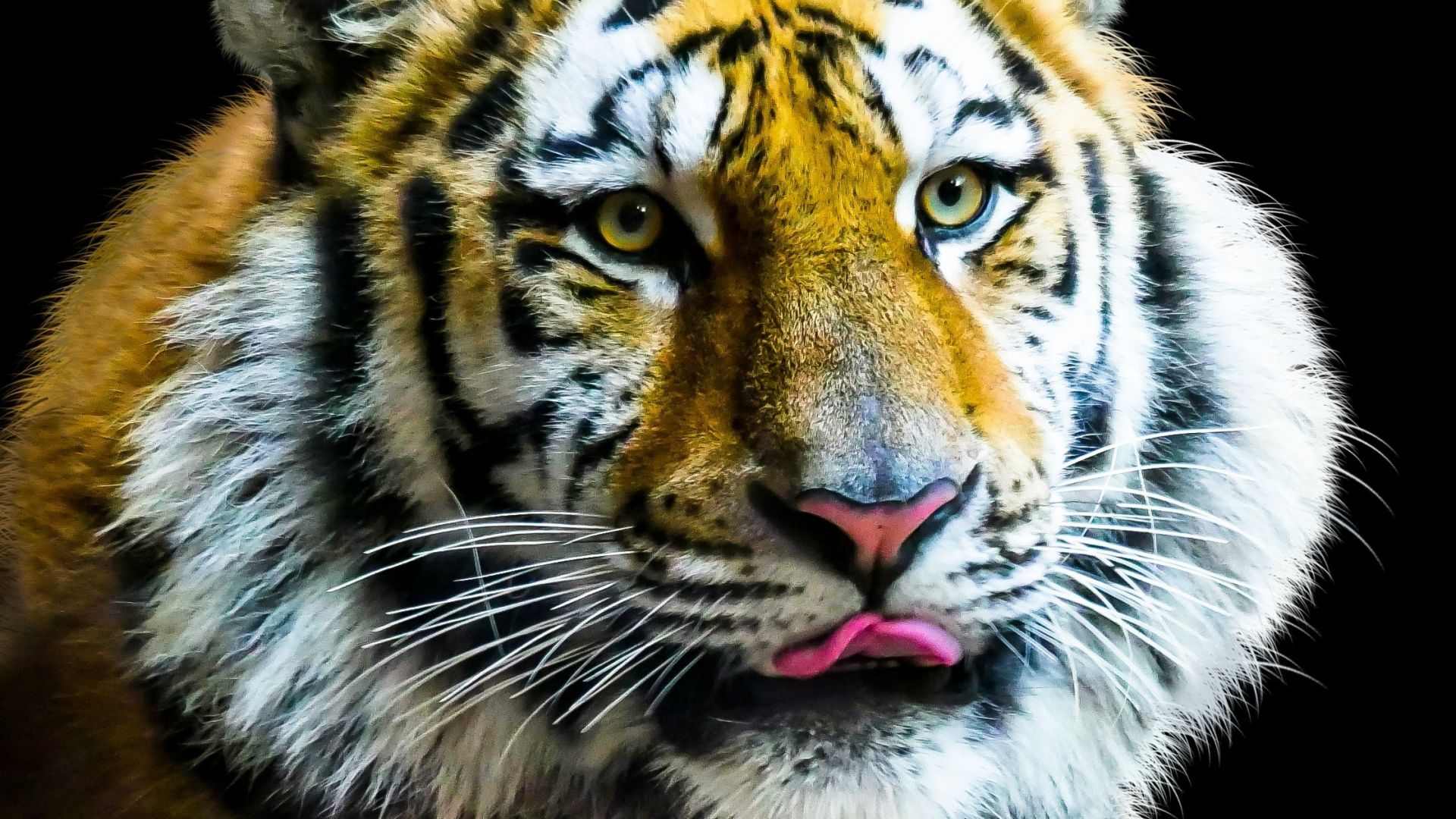Wallpaper Tiger, muzzle, predator