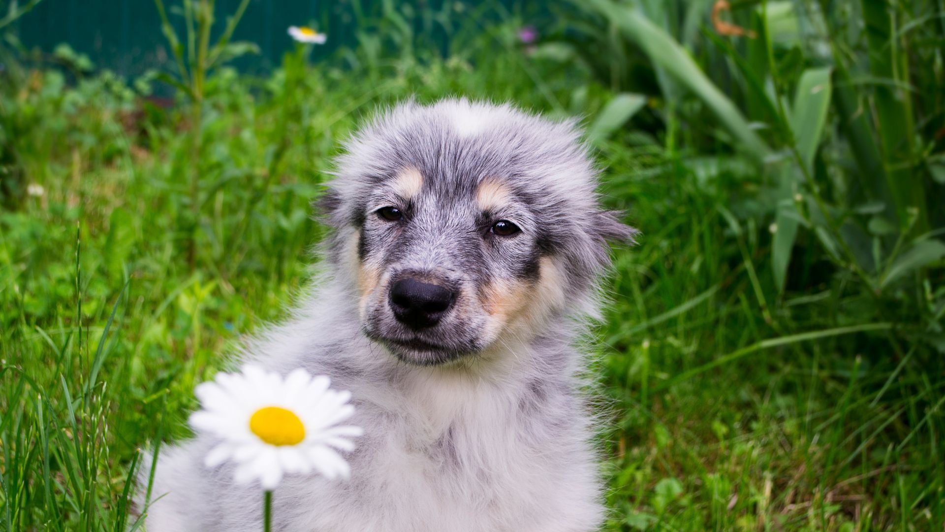 Wallpaper Furry puppy, flowers, cute, meadow, 4k