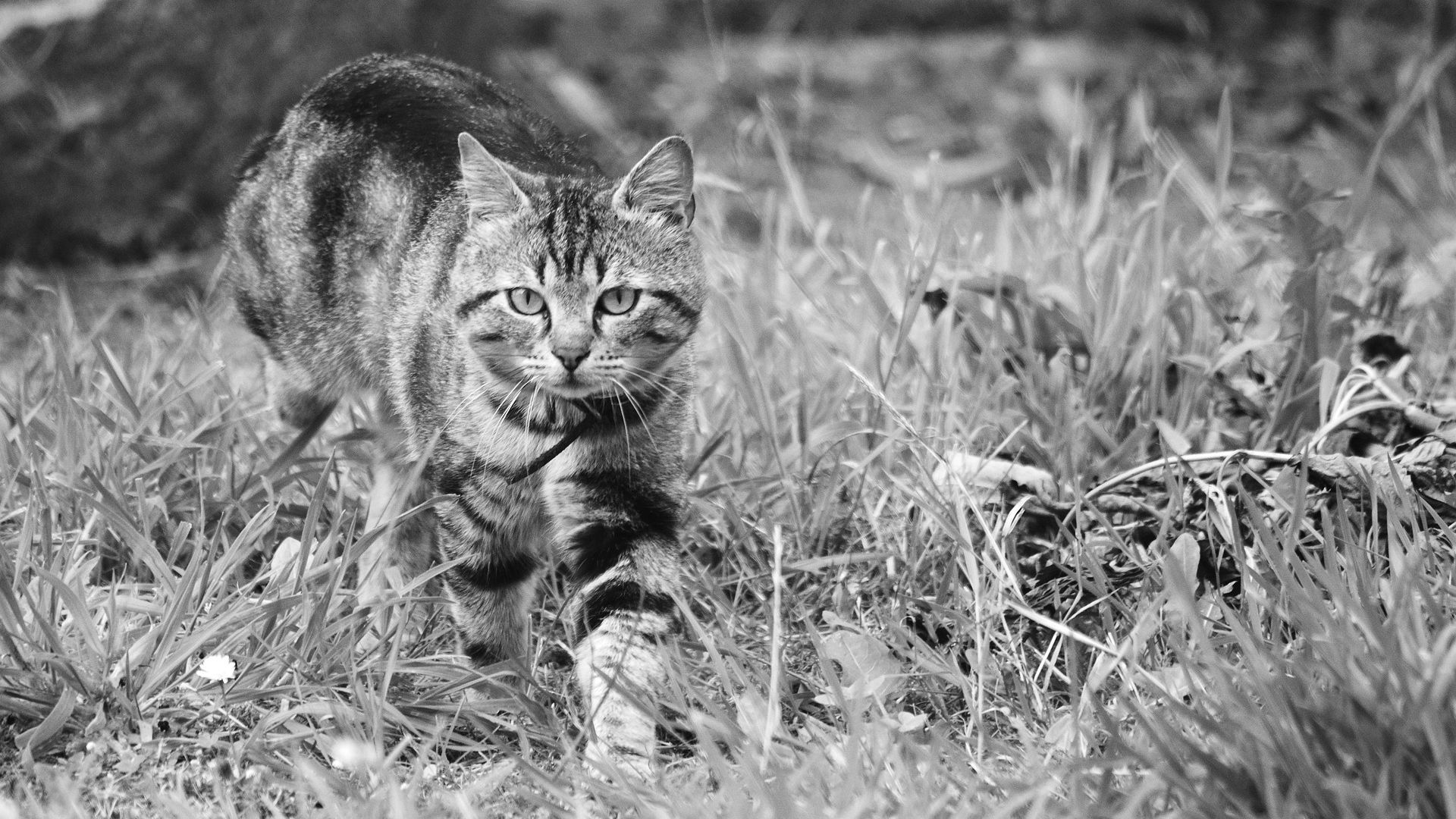 Wallpaper Cat, curious, pet animal, monochrome
