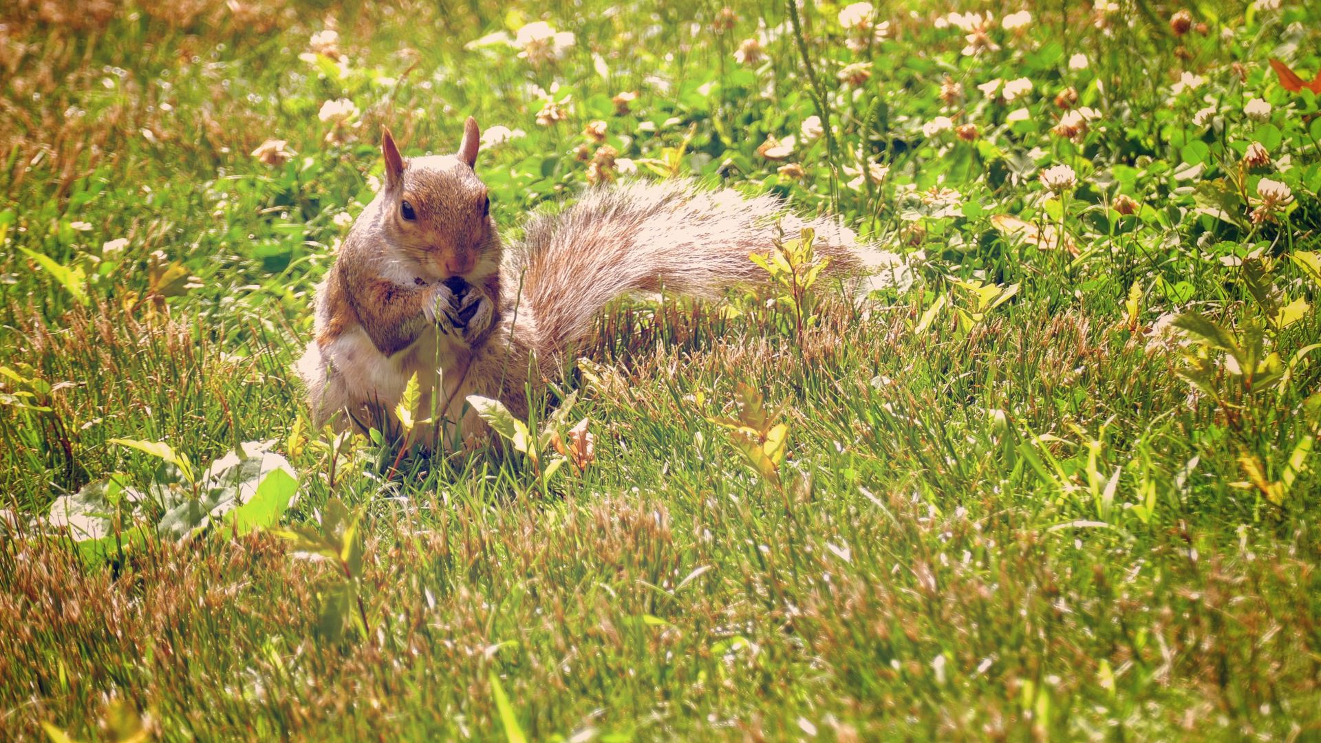 Wallpaper Squirrel, beautiful rodent, meadow, eating