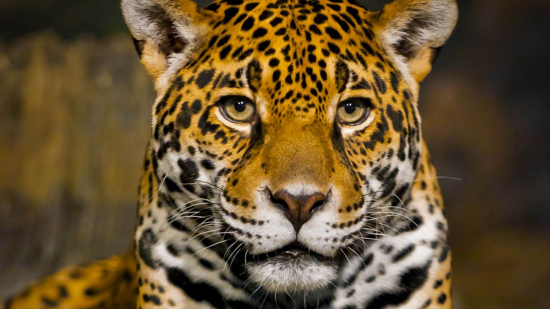 Wallpaper Big cat, wild cat, jaguar, muzzle, predator