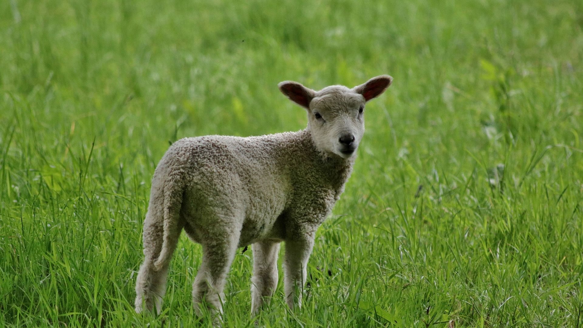 Wallpaper Lamb, small white sheep, grass field