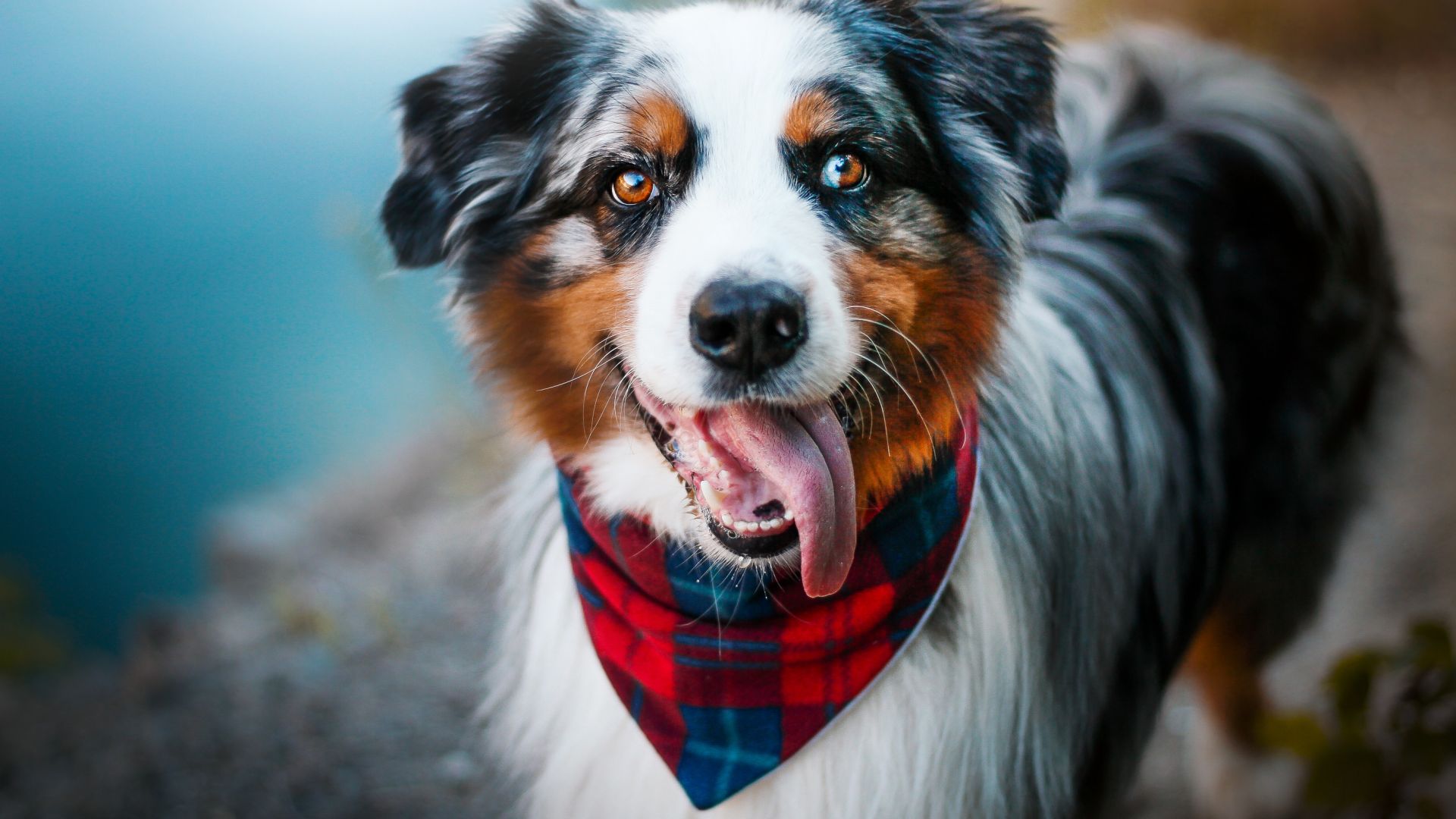 Wallpaper Pet dog, Australian shepherd, stare