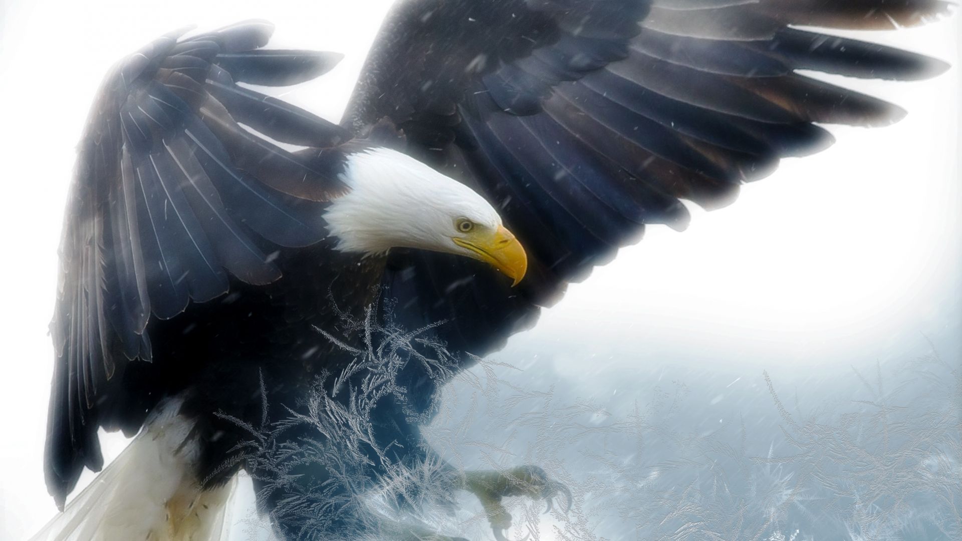 Wallpaper Eagle, bird, predator, wings
