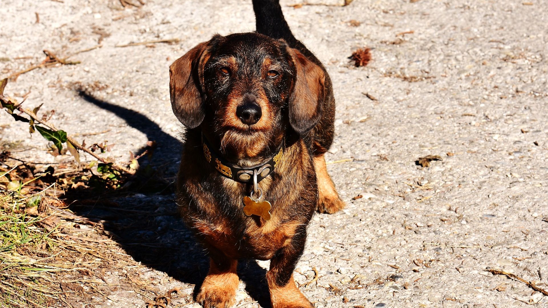 Wallpaper Cute Dachshund dog, stare, pet animal