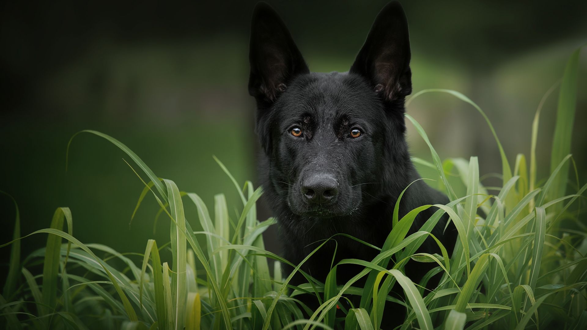 Desktop Wallpaper Black German Shepherd Dog Muzzle, Hd Image, Picture