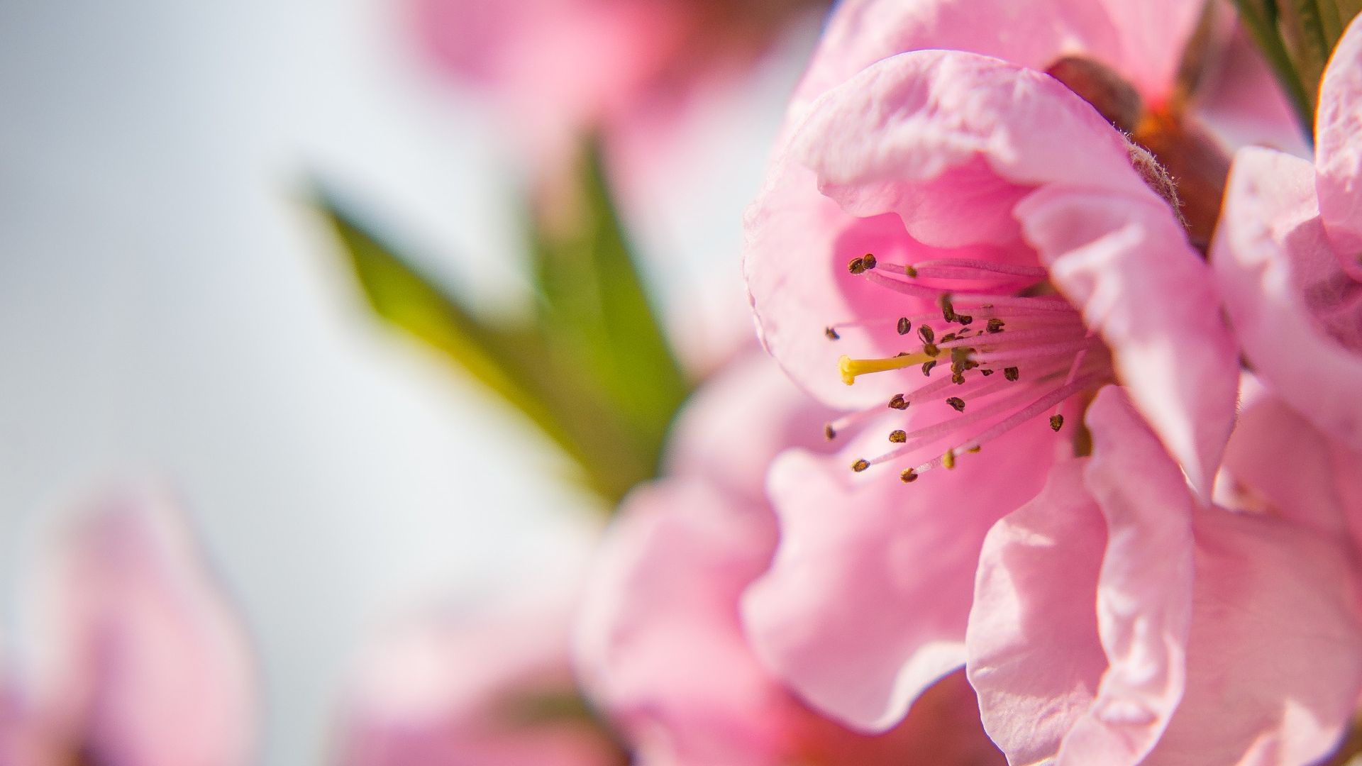 Wallpaper Nectarine flower, close up, blurred, pollen