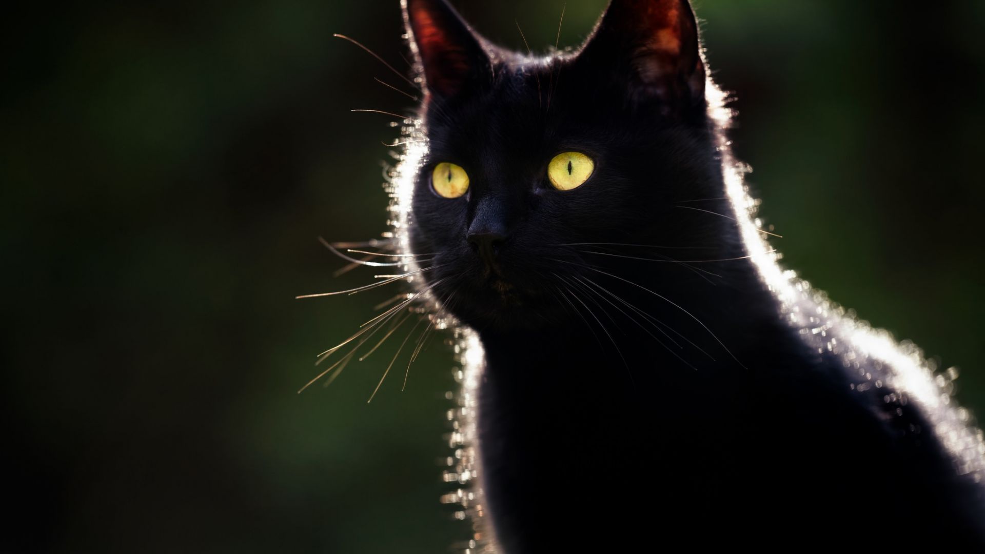 Wallpaper Cat muzzle, black animals, pet