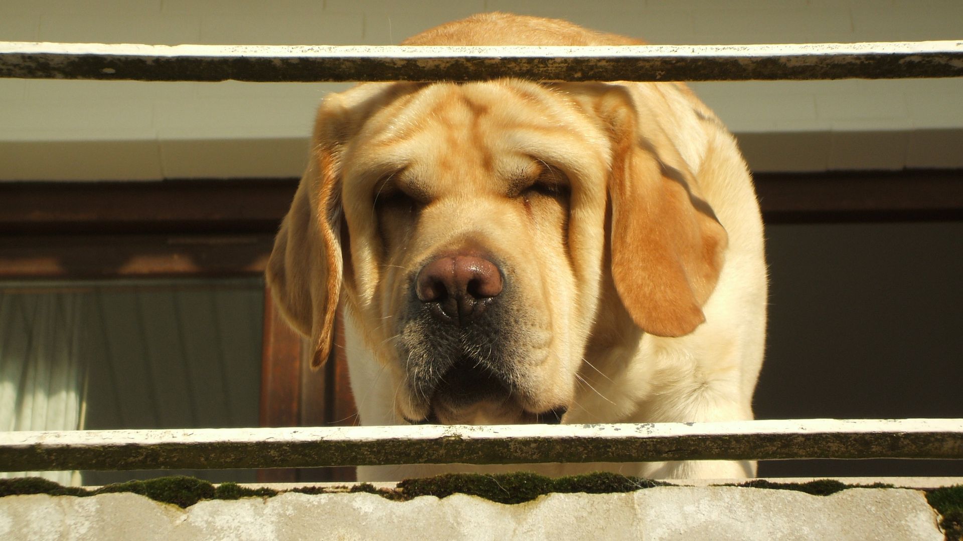Wallpaper Labrador retriever dog muzzle