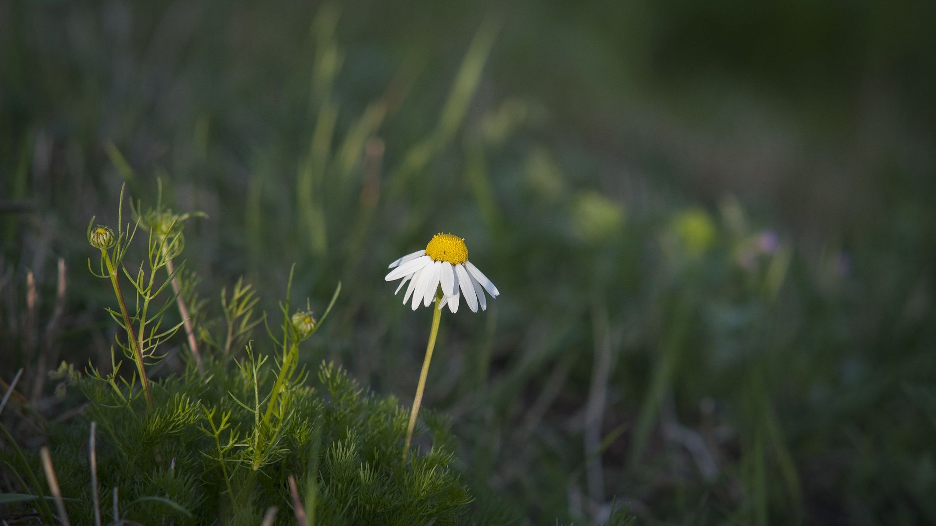 Wallpaper Daisy flower of meadow, blur