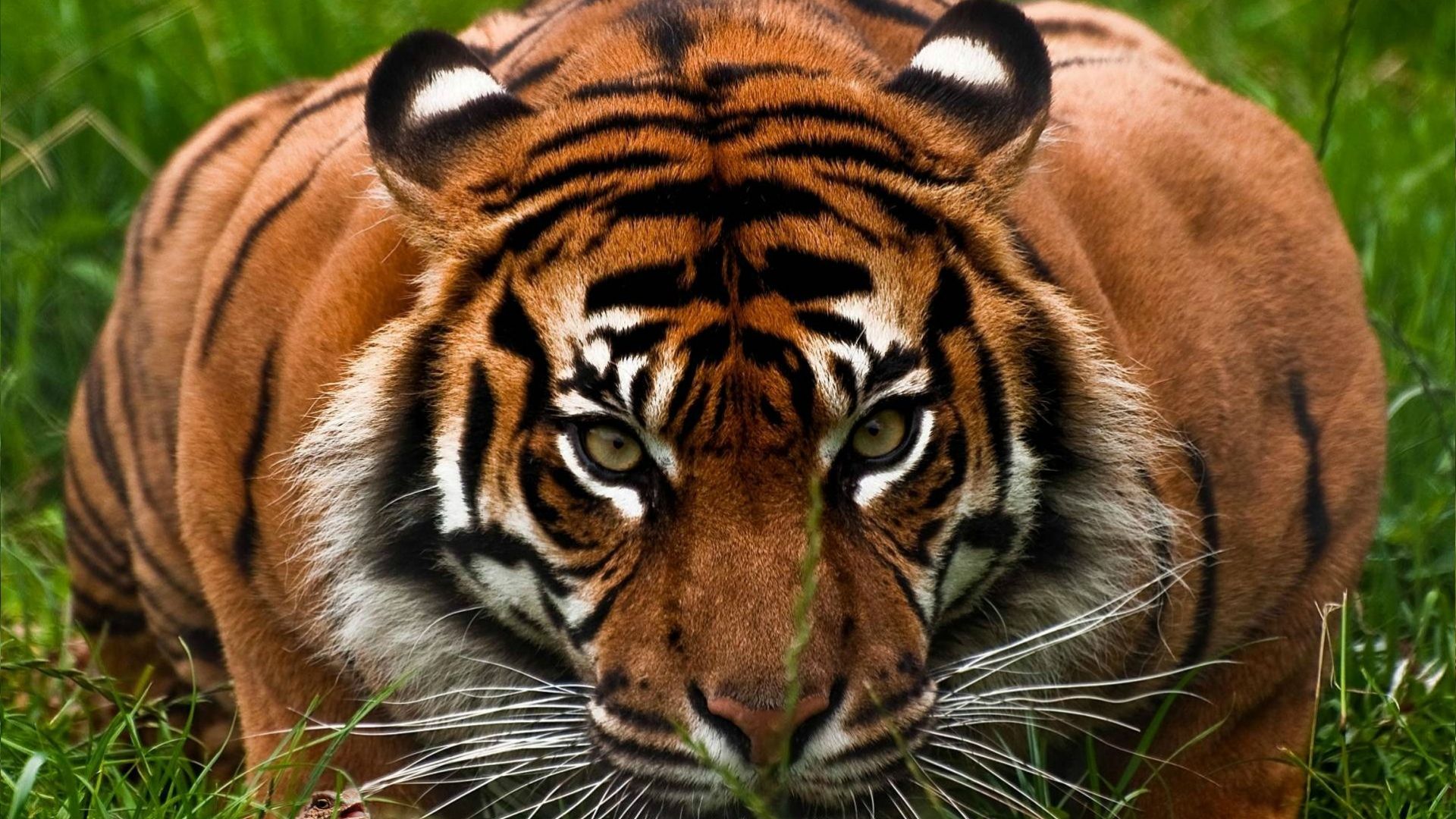 Wallpaper Tiger is ready for hunt