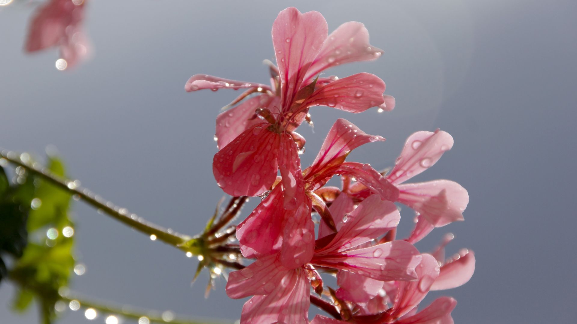 Wallpaper Geranium, pink flower, water drops, 5k