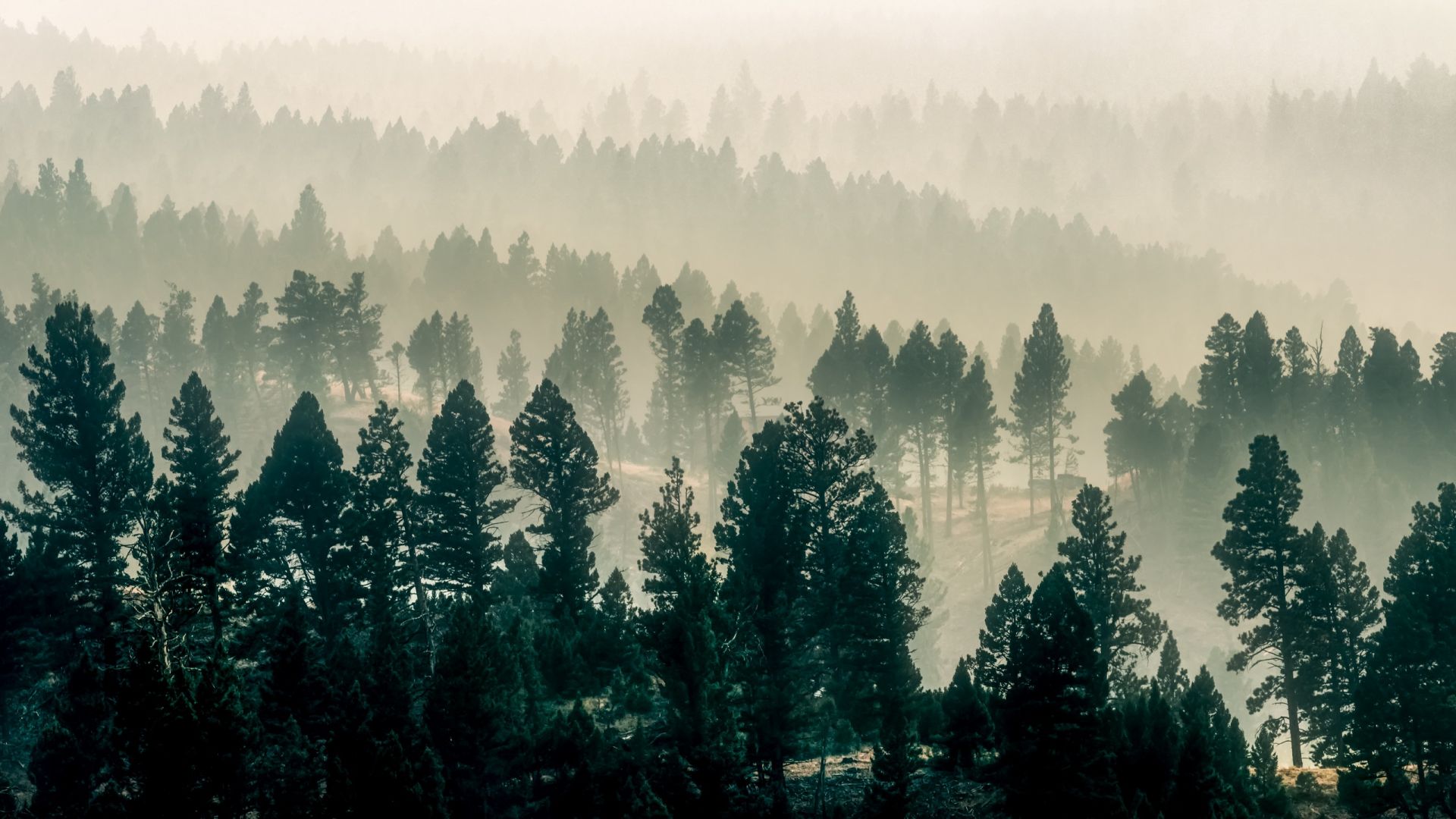 Wallpaper Fog, morning, trees, forest
