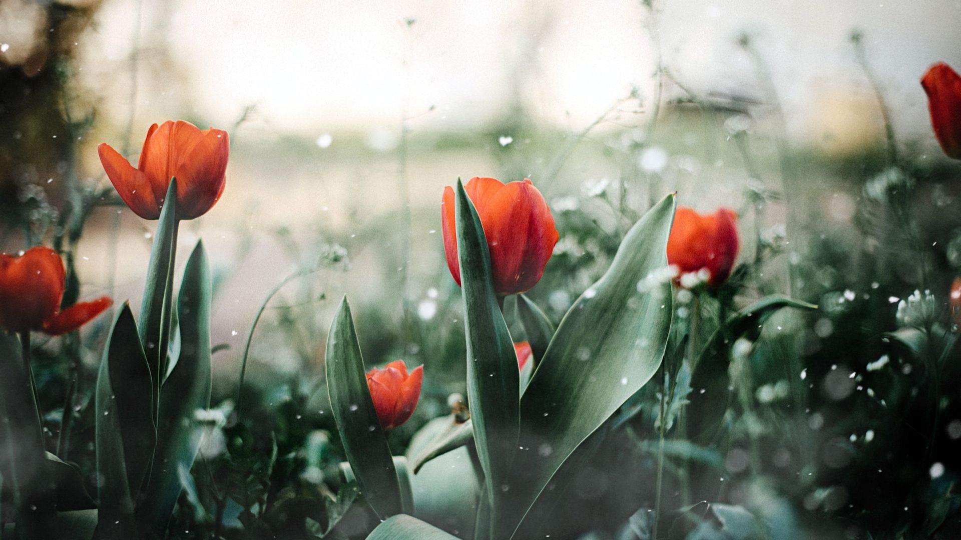 Wallpaper Red tulips, farm, leaves, blur, spring