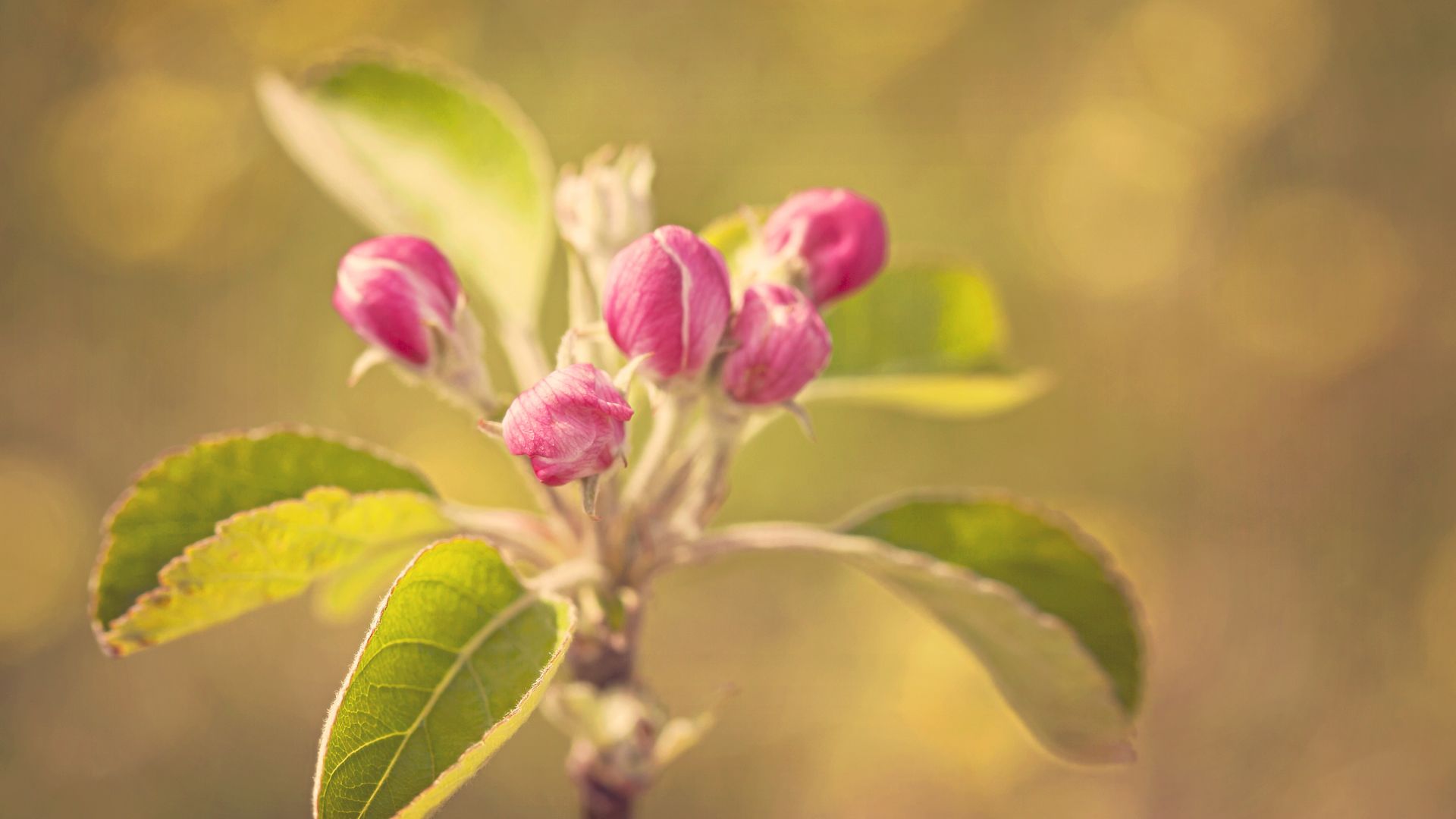 Wallpaper Apple Blossom, spring