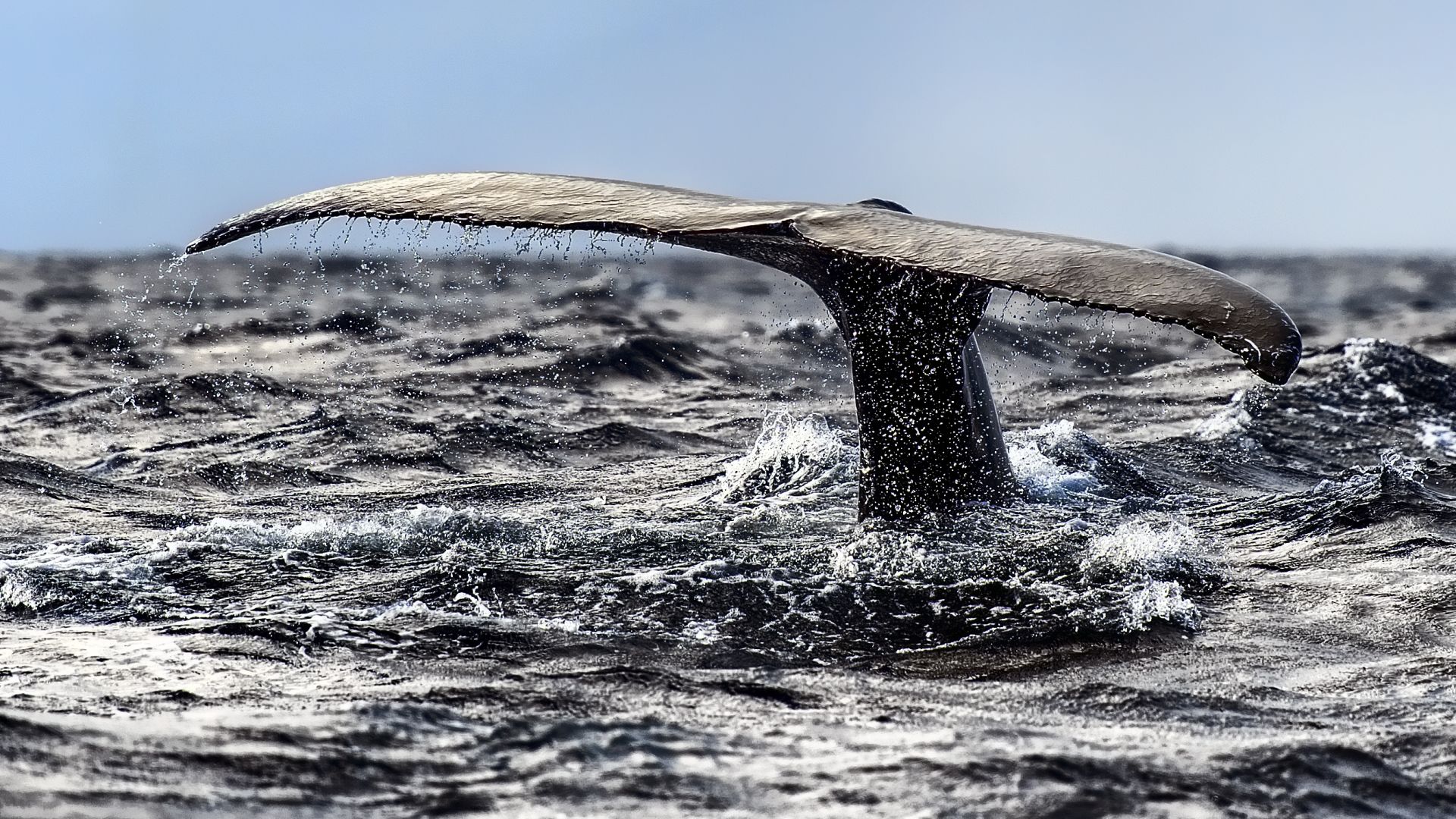 Wallpaper Whale tail, sea splashes