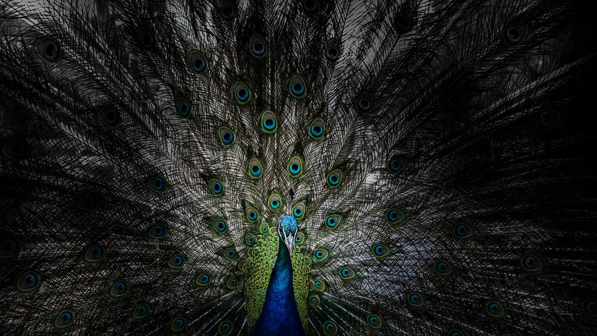 Desktop Wallpaper Peacock, Bird, Dance, Feathers, Hd Image, Picture,  Background, 4144da
