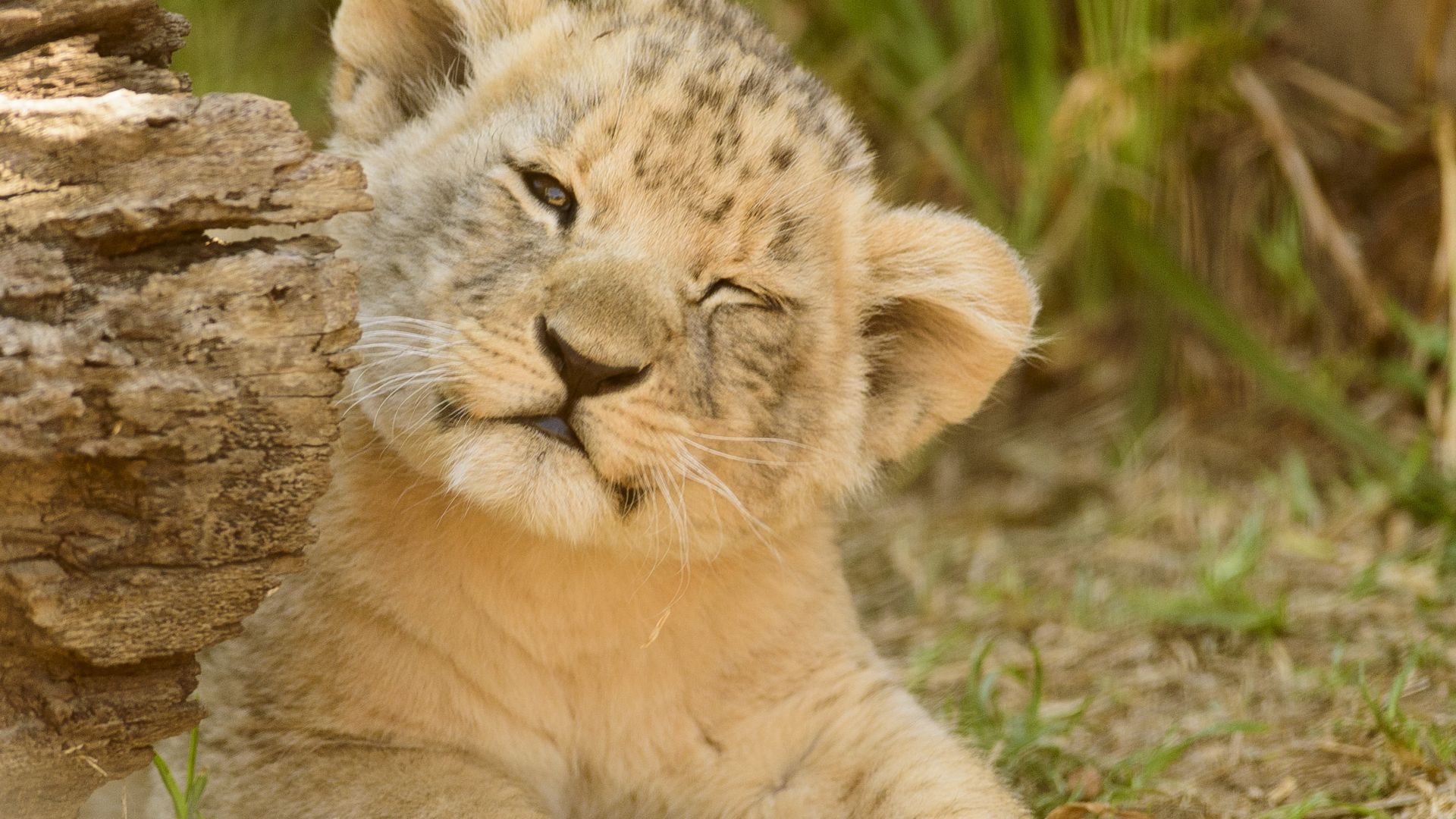 Desktop Wallpaper Lion Cub, Baby Animal, Cute, Play, 4k, Hd Image ...