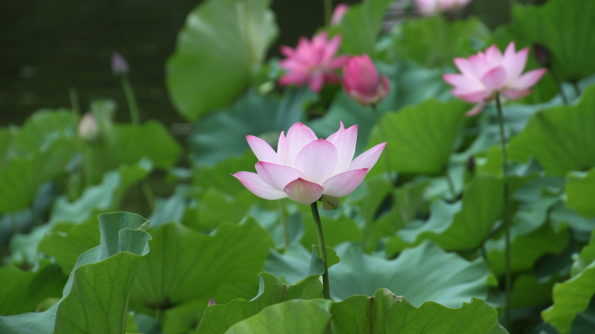 Wallpaper Pink lotus, leaves, flowers, pond