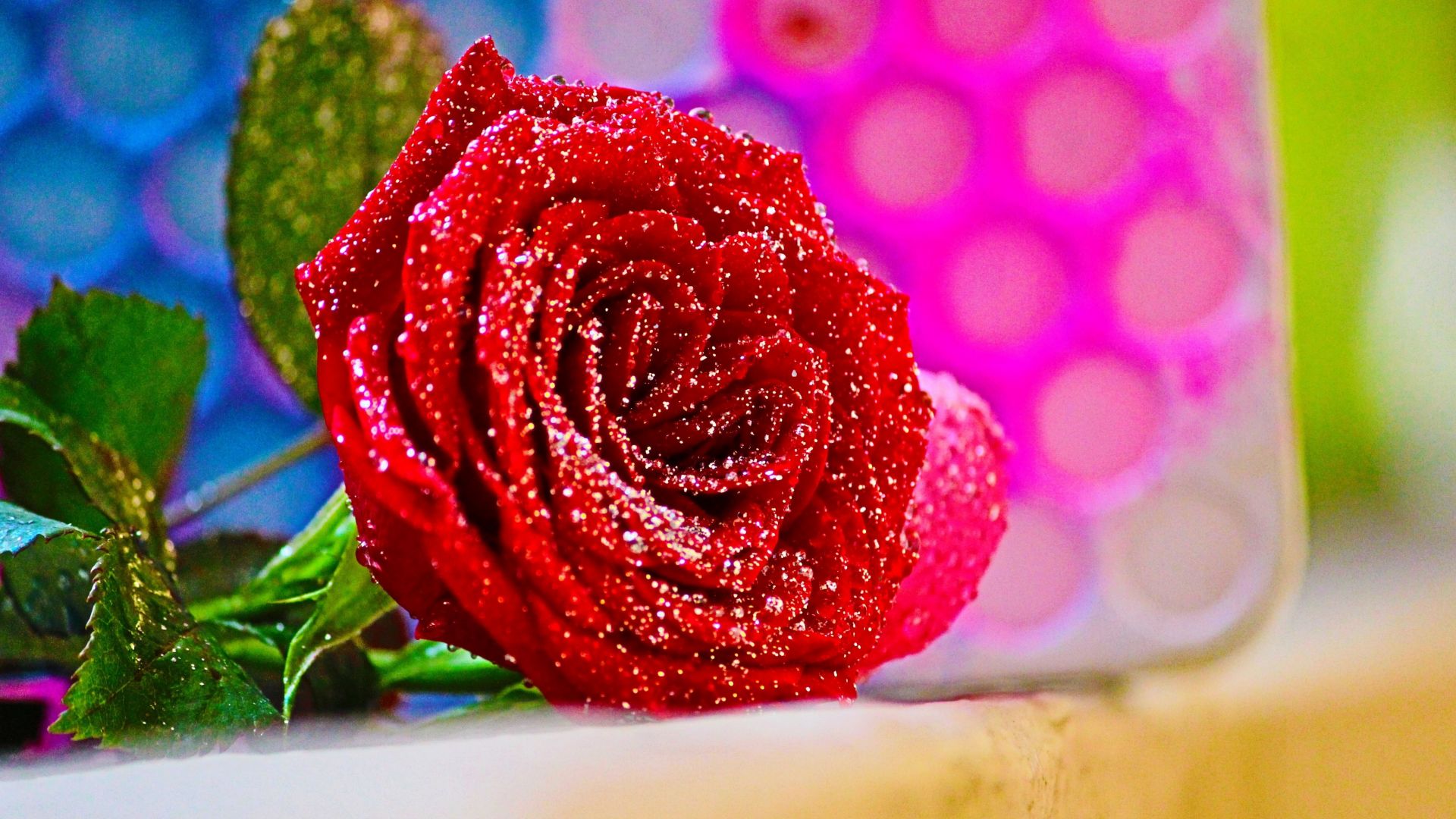 Wallpaper Rose, flower, close up, 4k