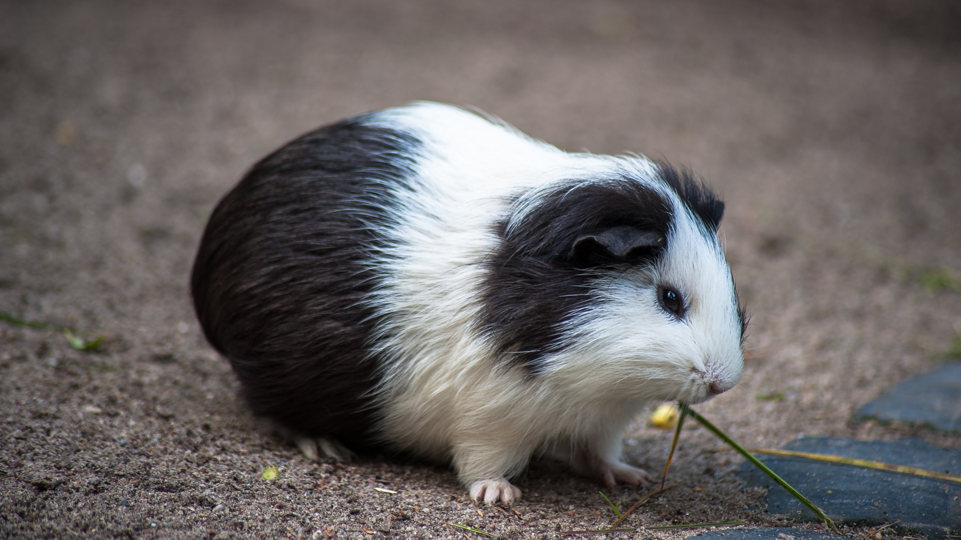 Wallpaper Small, cute, guinea pig, rodent