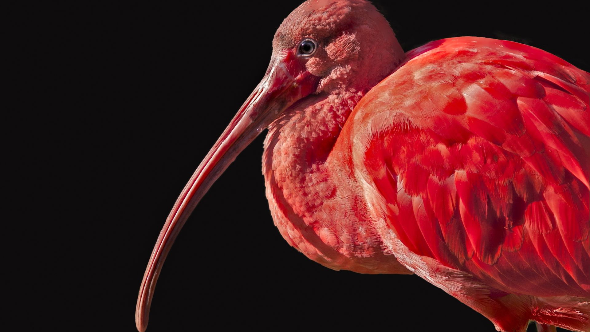 Wallpaper Pink, Flamingo, water bird, feathers