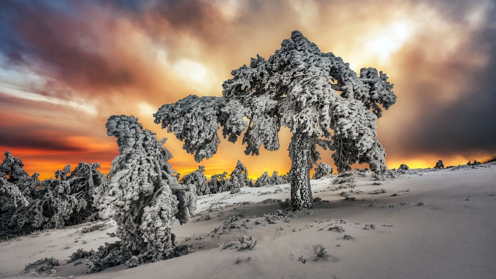 Wallpaper Winter, snowfrost, landscape, tree, nature
