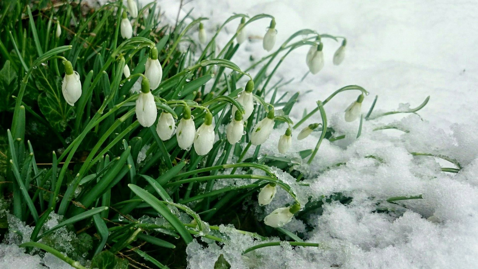 Wallpaper Snowdrop, flowers, white, winter snow