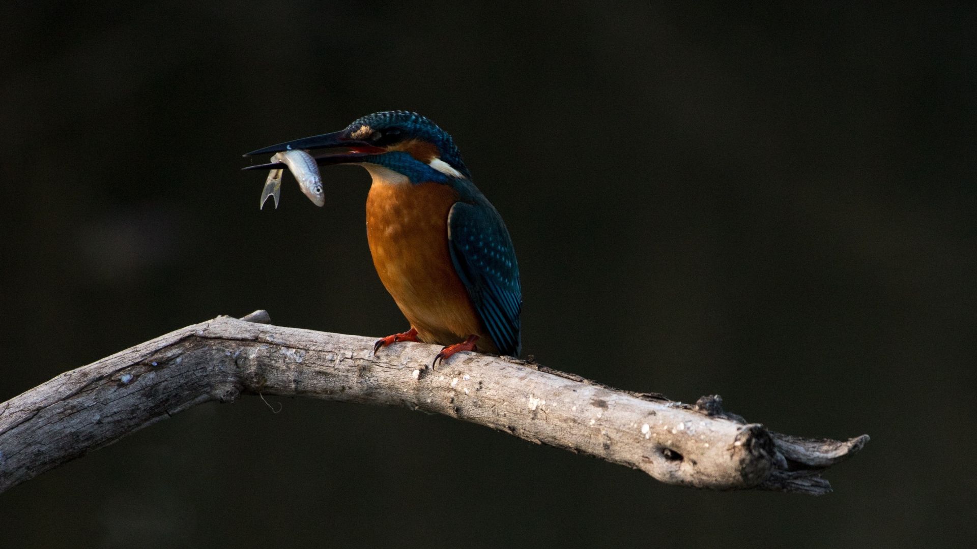 Wallpaper Kingfisher, bird, fishing
