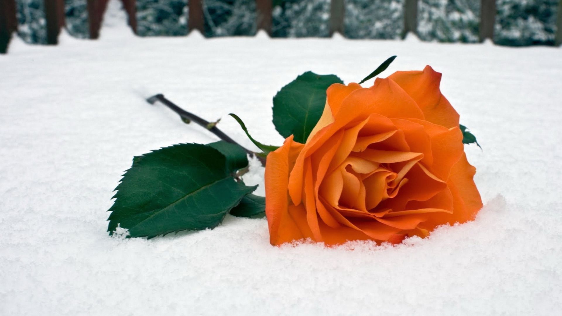 Wallpaper Orange Rose flower, winter