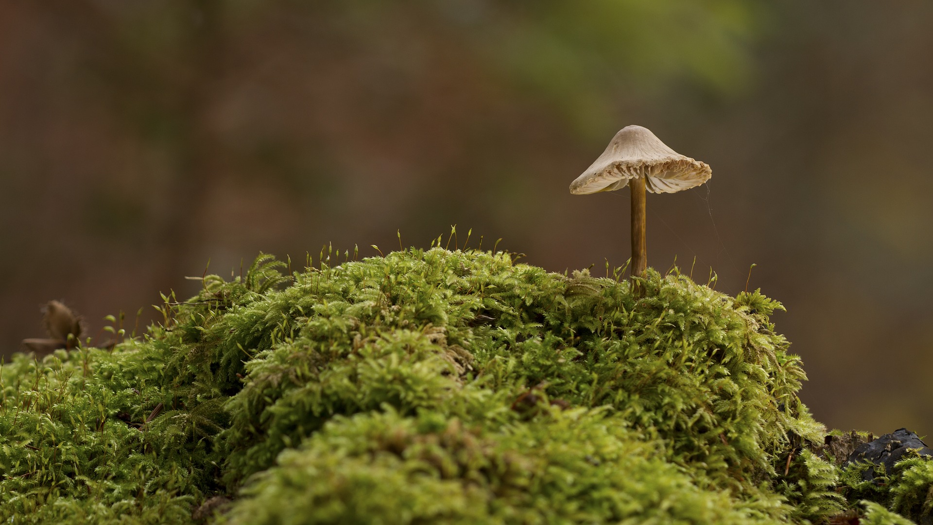 Wallpaper Mushroom, moss, forest, nature