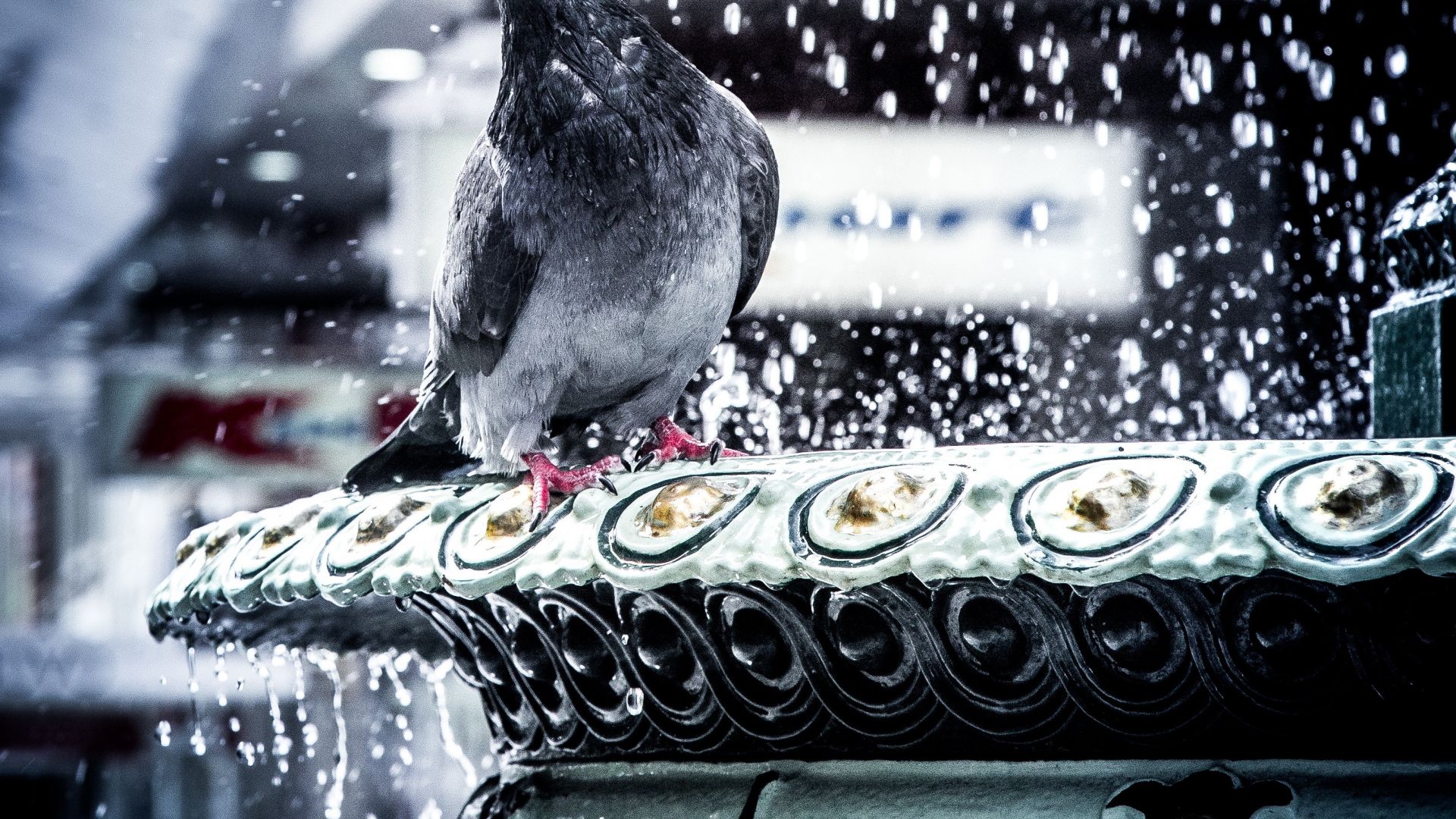 Desktop Wallpaper Pigeon, Love, Water Splashes, Bird, Hd Image, Picture,  Background, 43zsj6