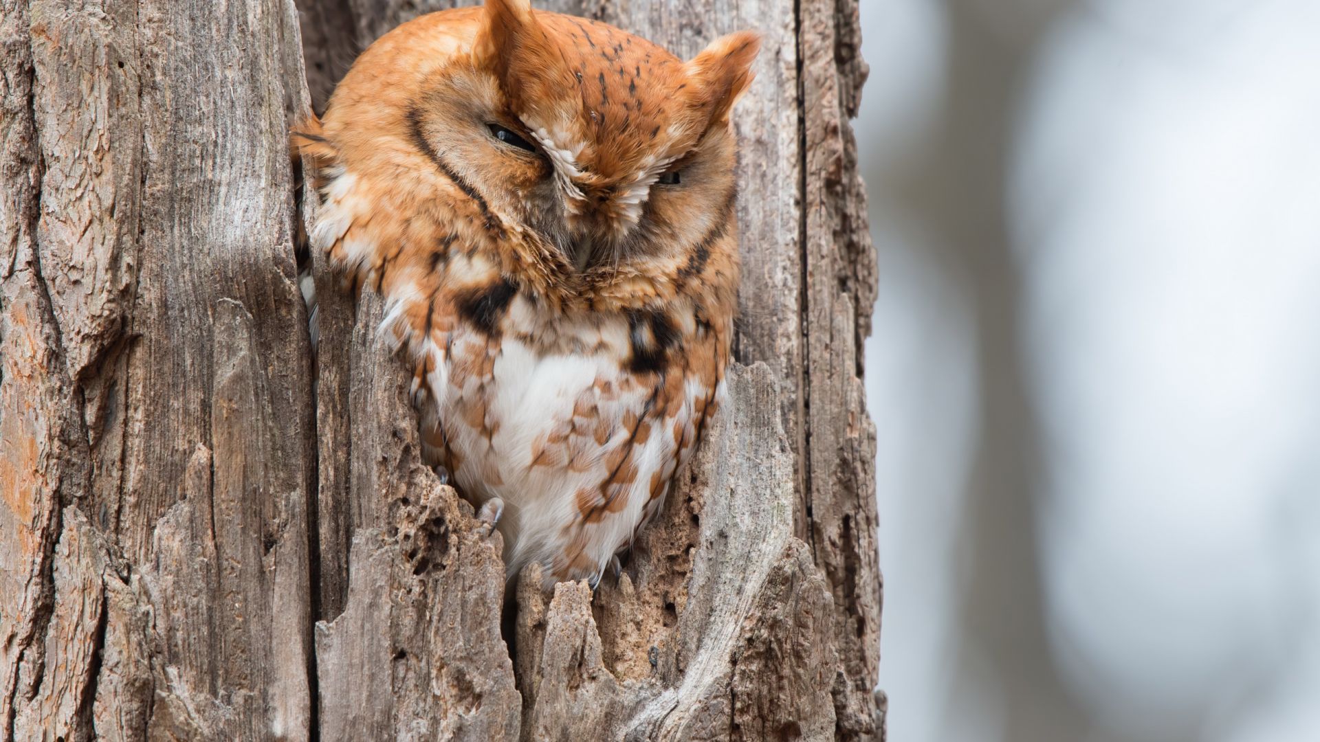 Wallpaper Owl bird, tree trunk