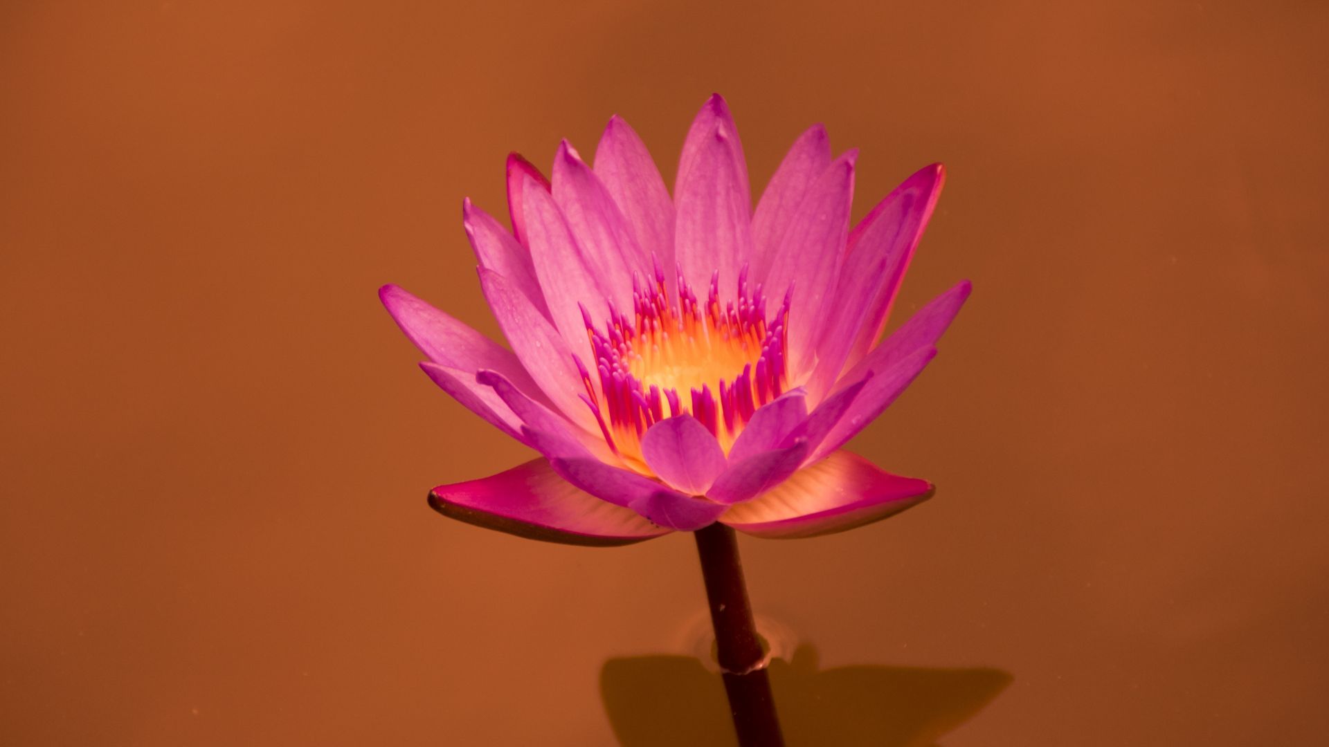 Wallpaper Water lily, pink flower, close up