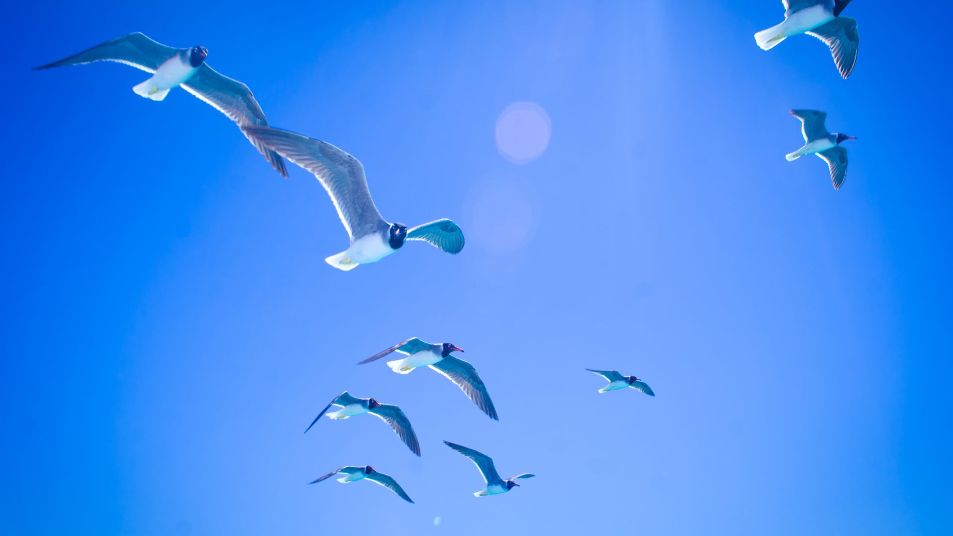 Wallpaper Gulls, seagulls, flight, sky, sunlight, 5k