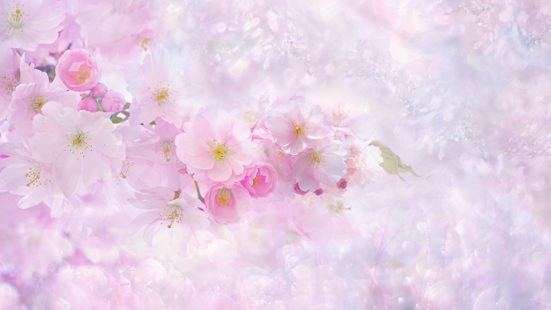 Wallpaper Nature, spring, blossom, cherry flowers, nature
