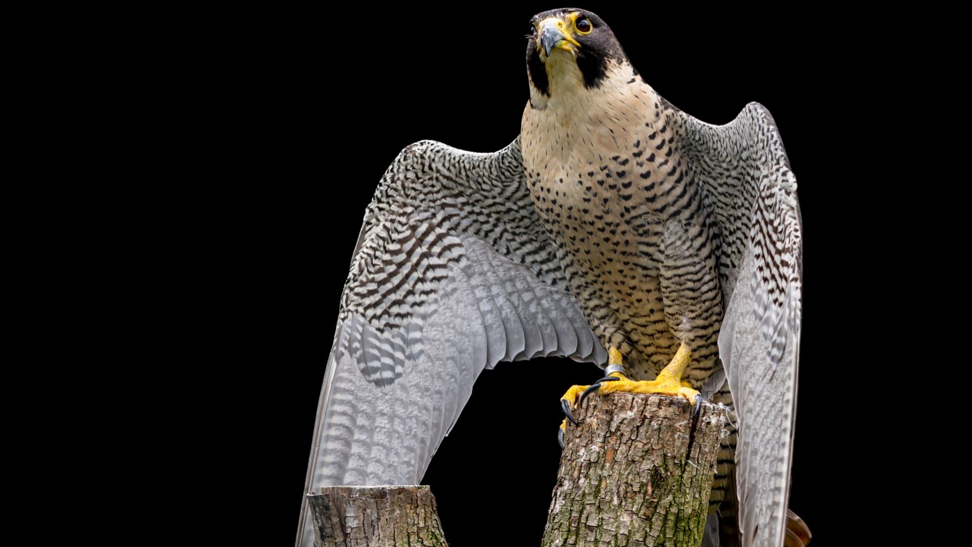 Wallpaper Raptor, falcon, predator, wings