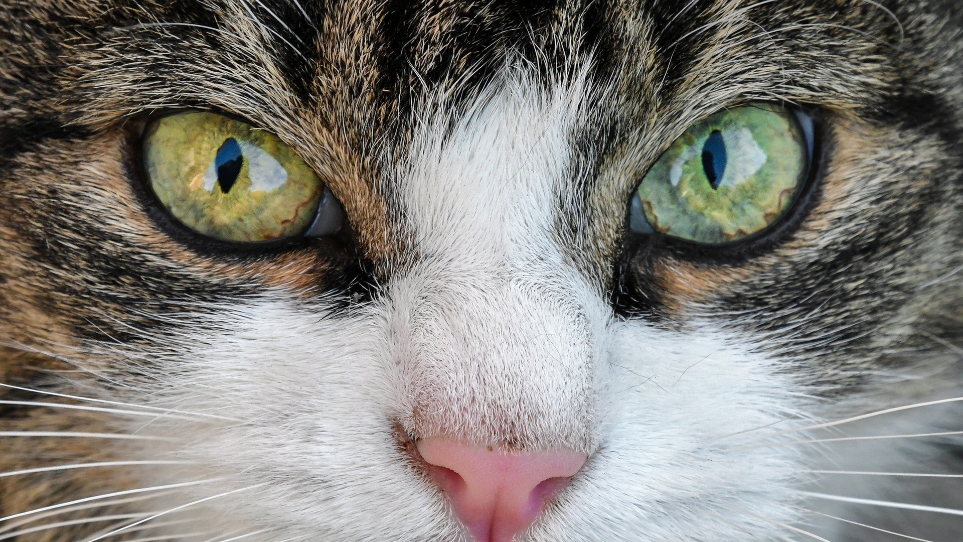 Wallpaper Cat, eyes, fur, close up