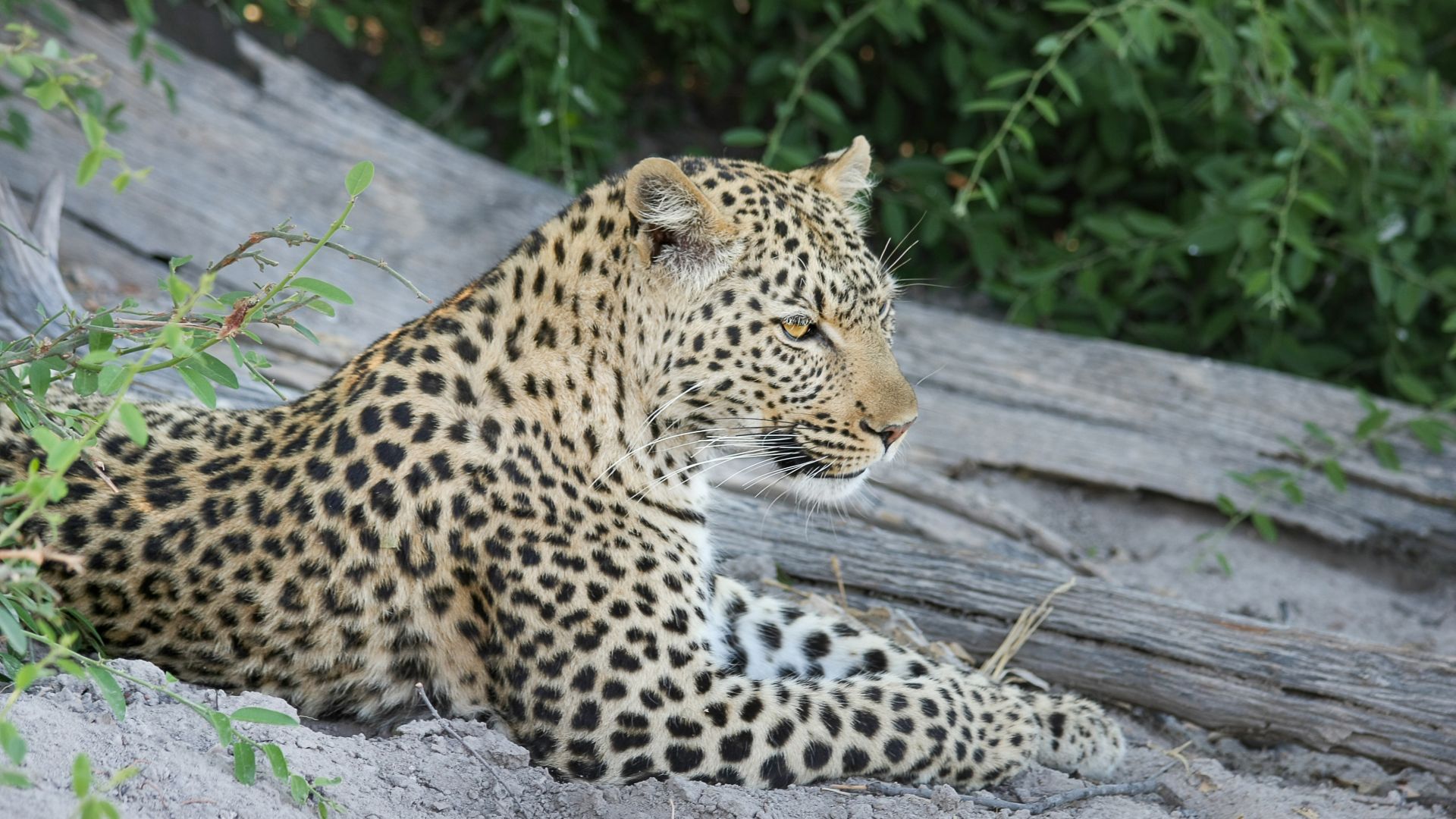 Wallpaper African leopard, predator, wild animal, 4k