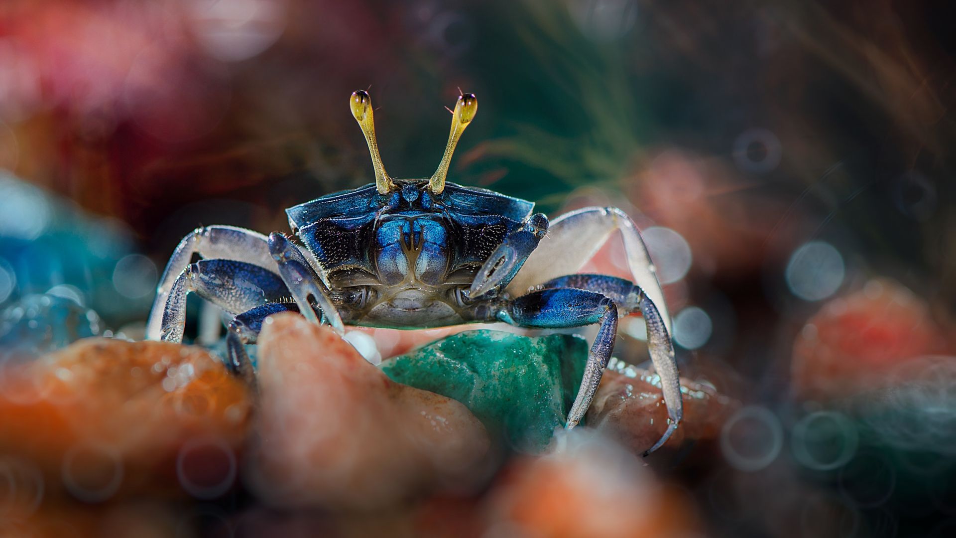 Wallpaper Crab, water animal, bokeh, colorful