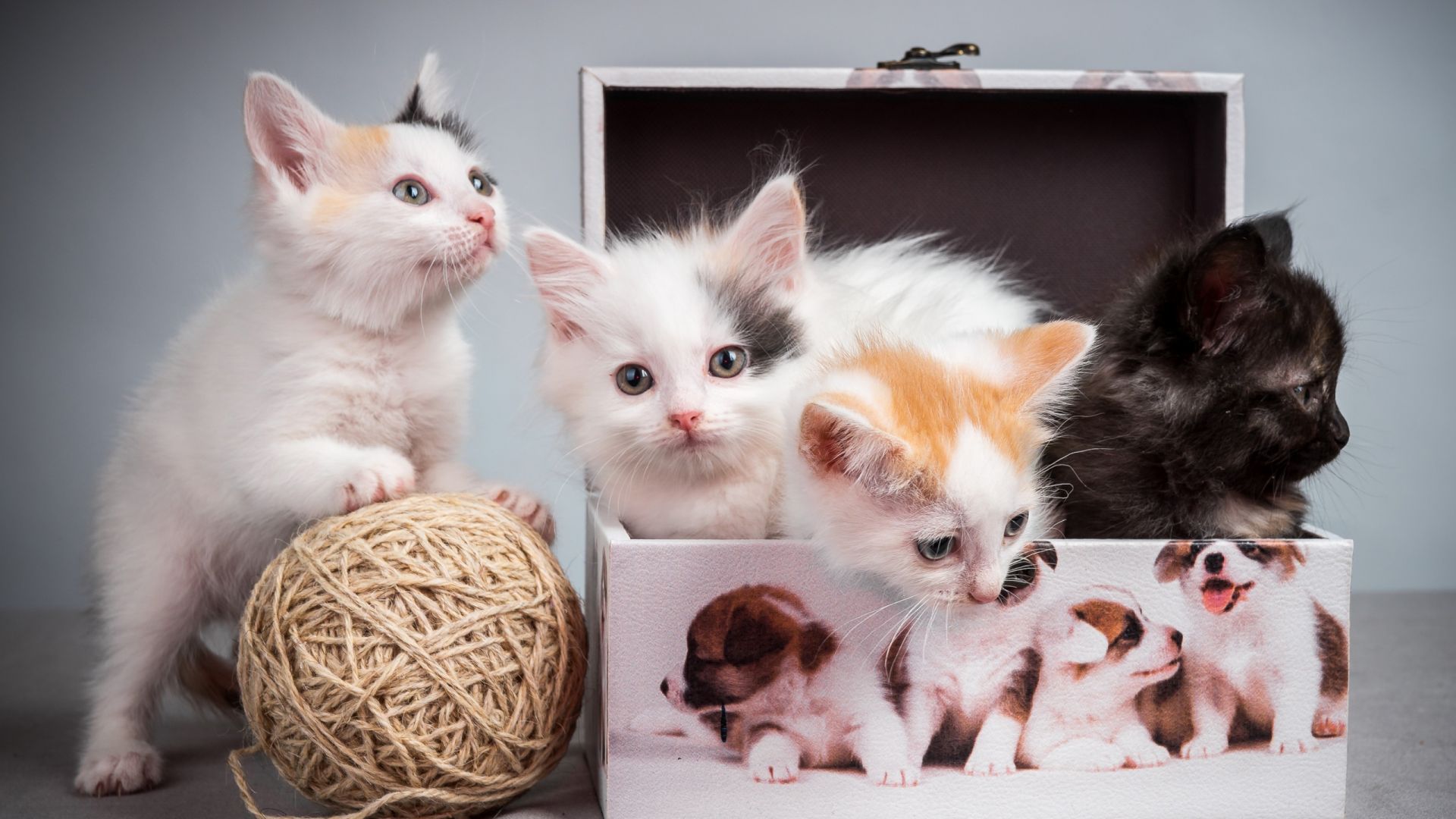 Wallpaper Cute kittens, box, woollen ball